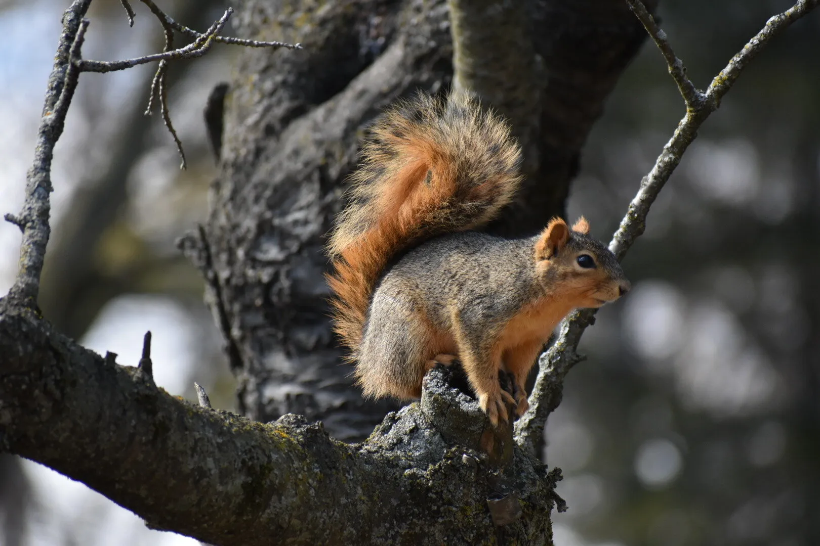 Fox Squirrel Perched on Tree Limb in Northwest Ohio