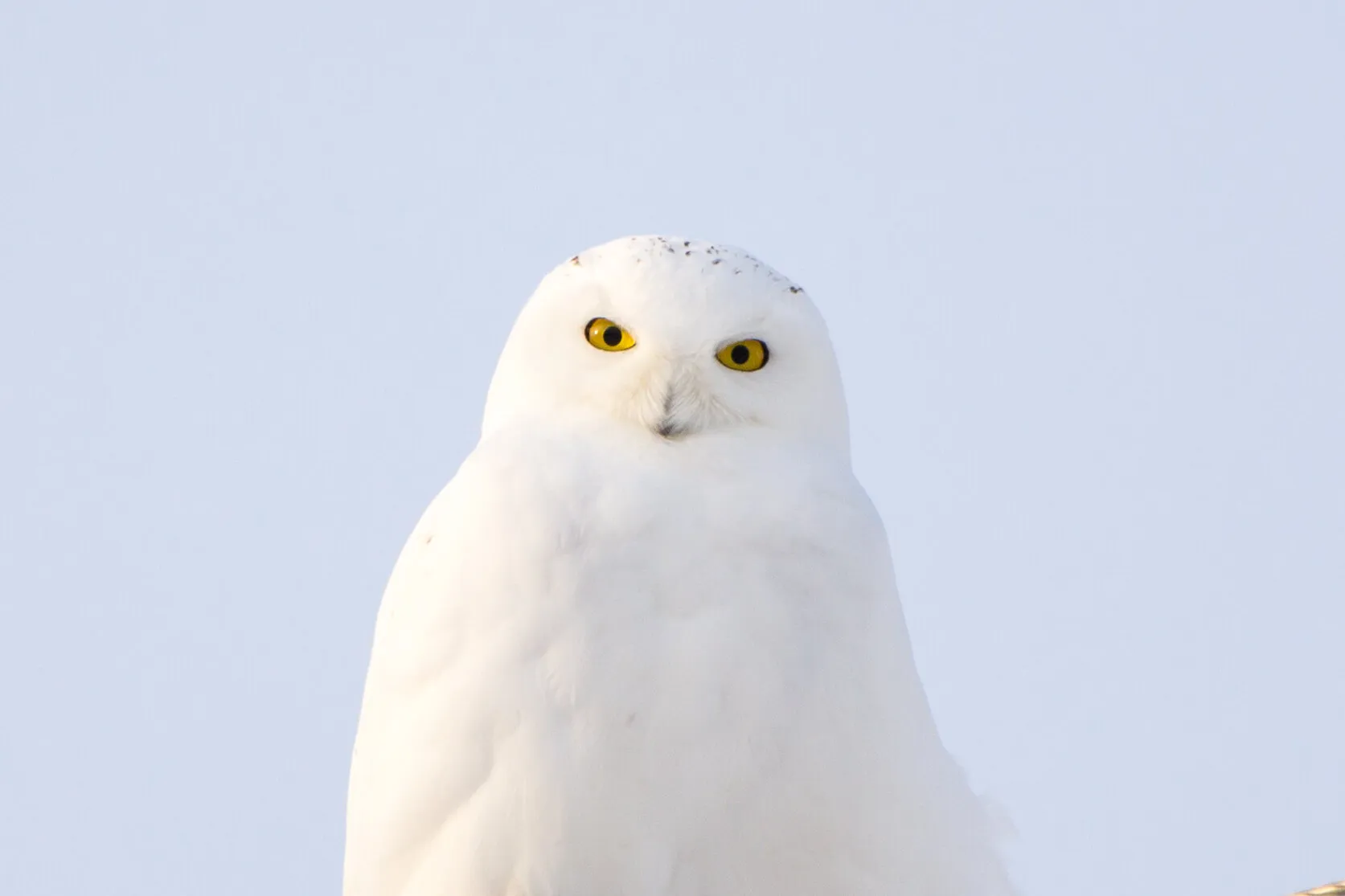 Snowy Owl at Golden Hour