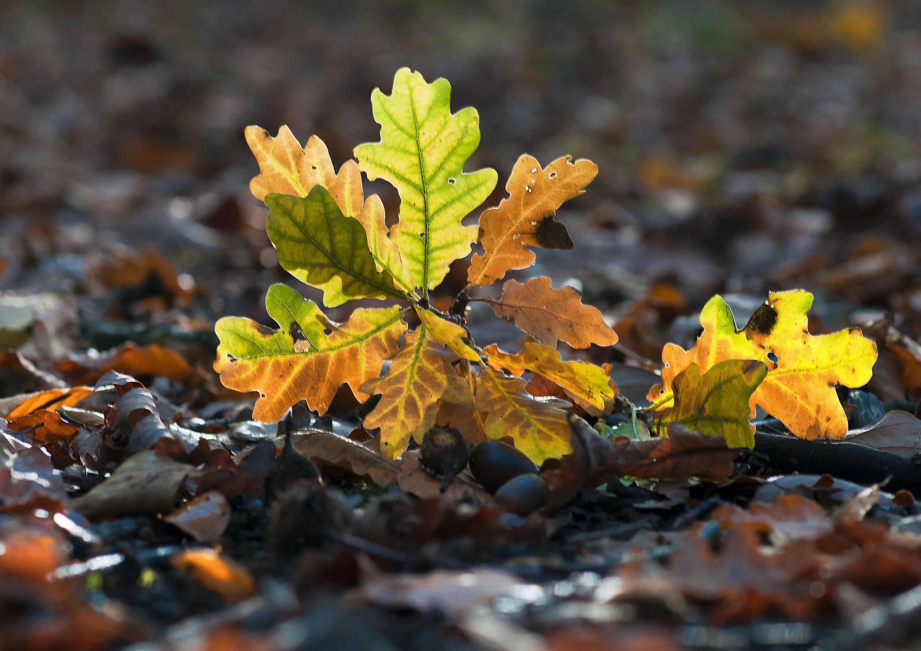 on the forest floor