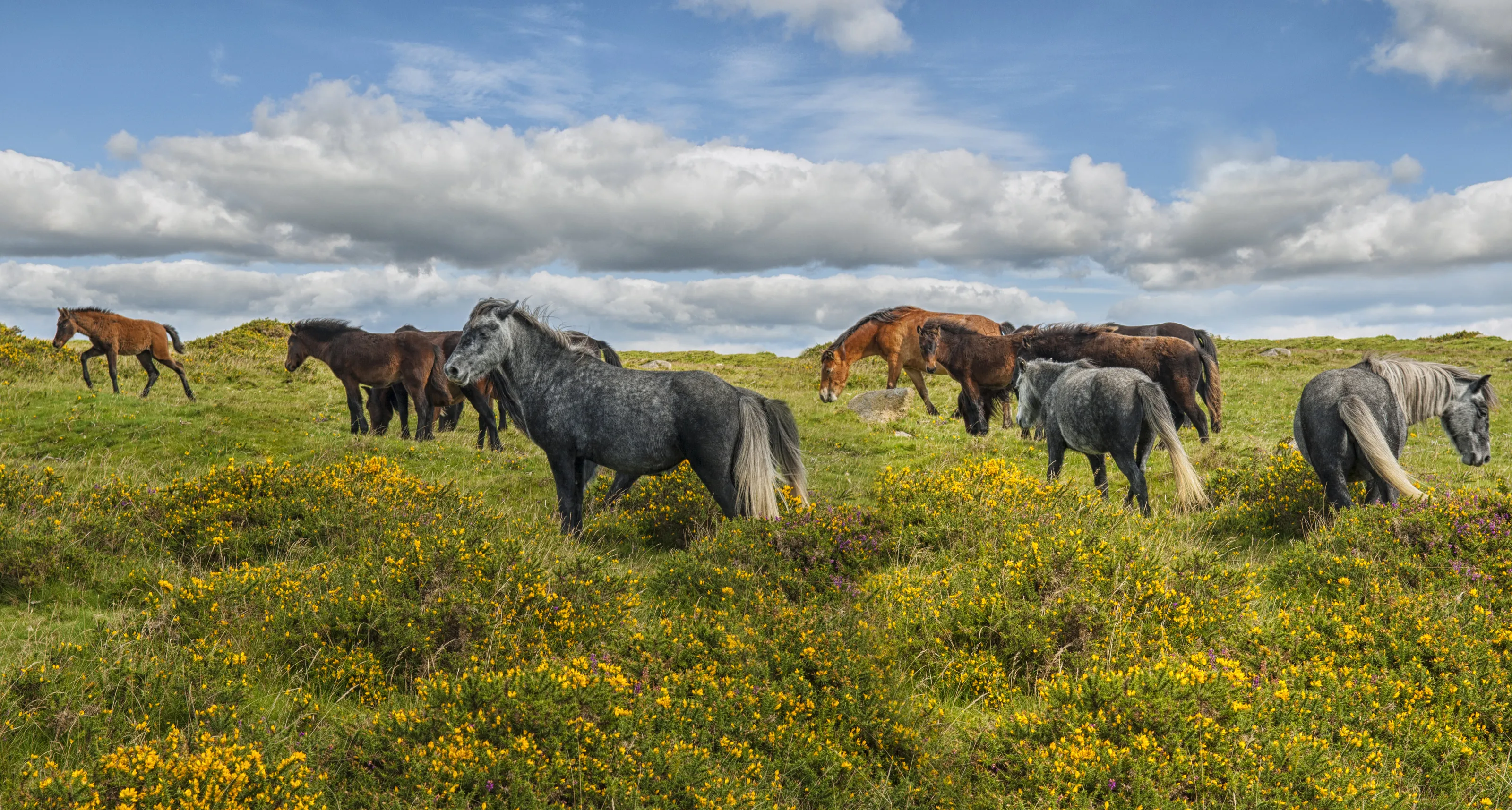 Dartmoor ponies