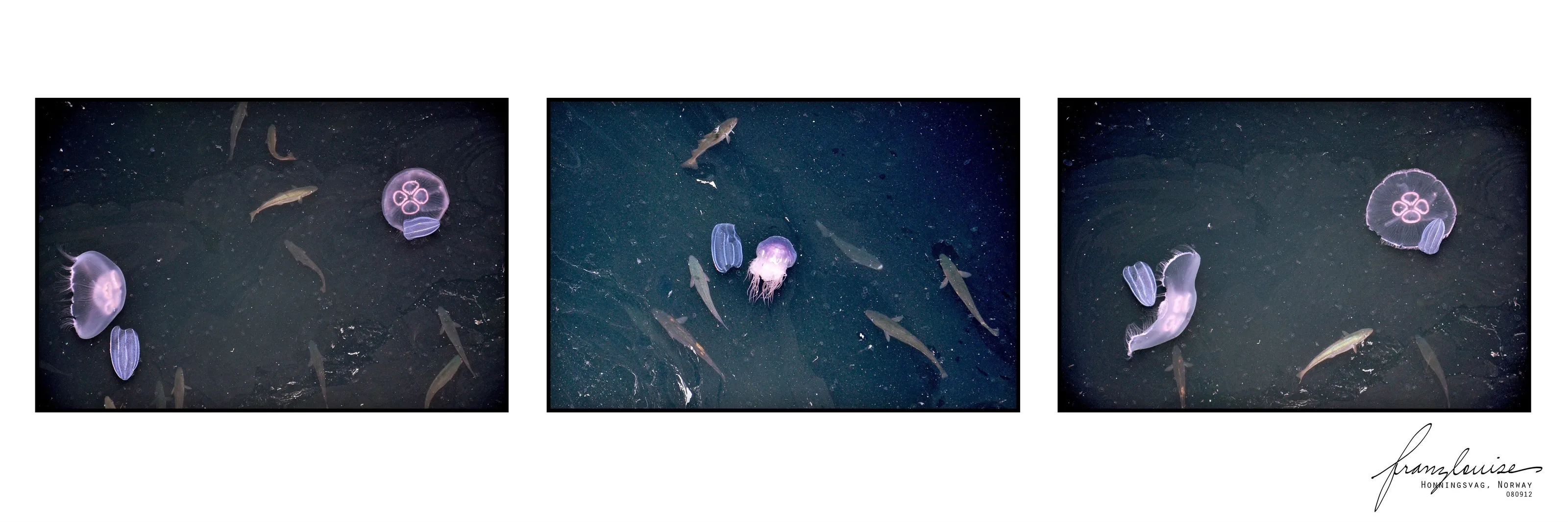 Jellies & Fishes