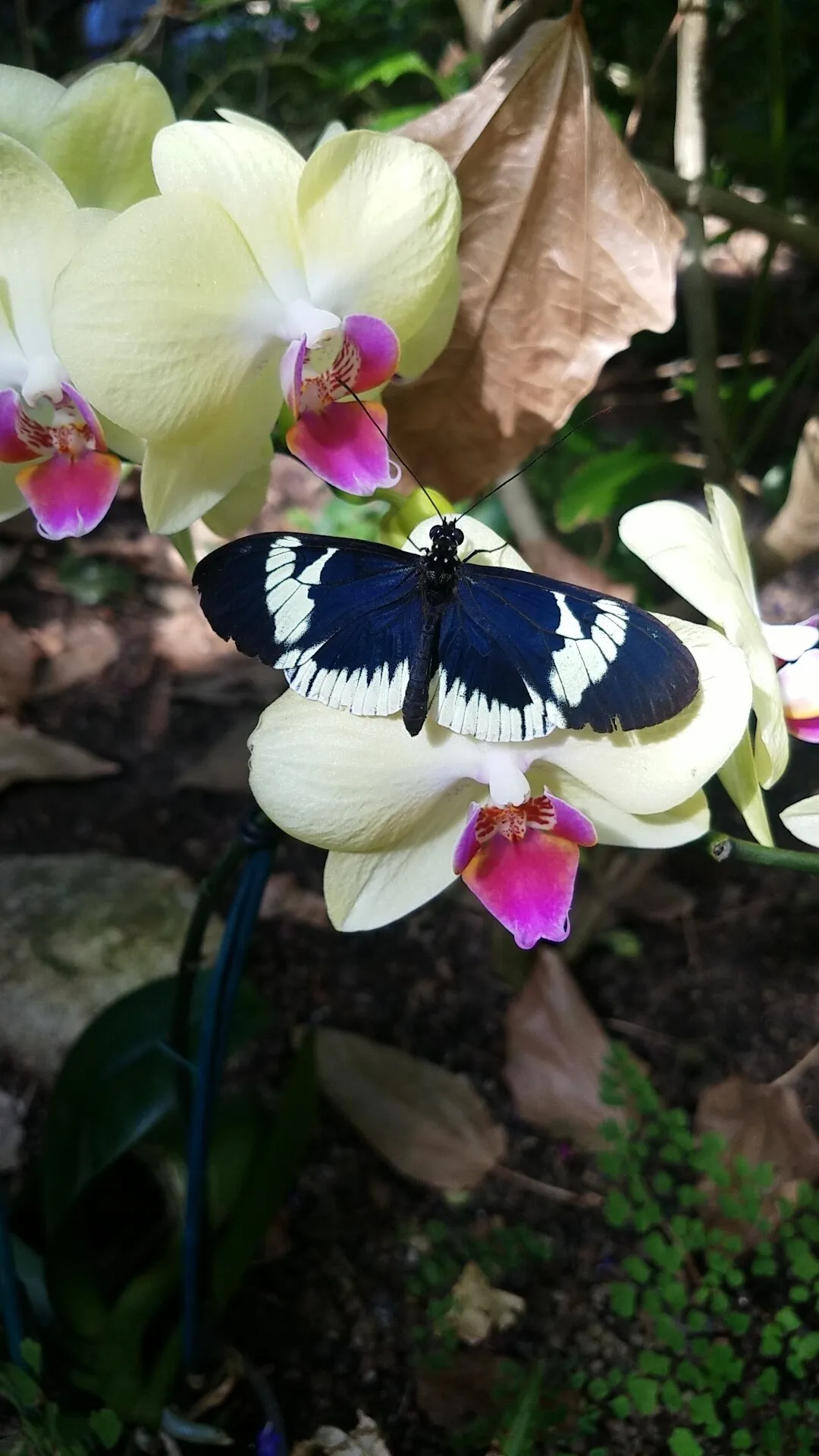 Spread Your Wings