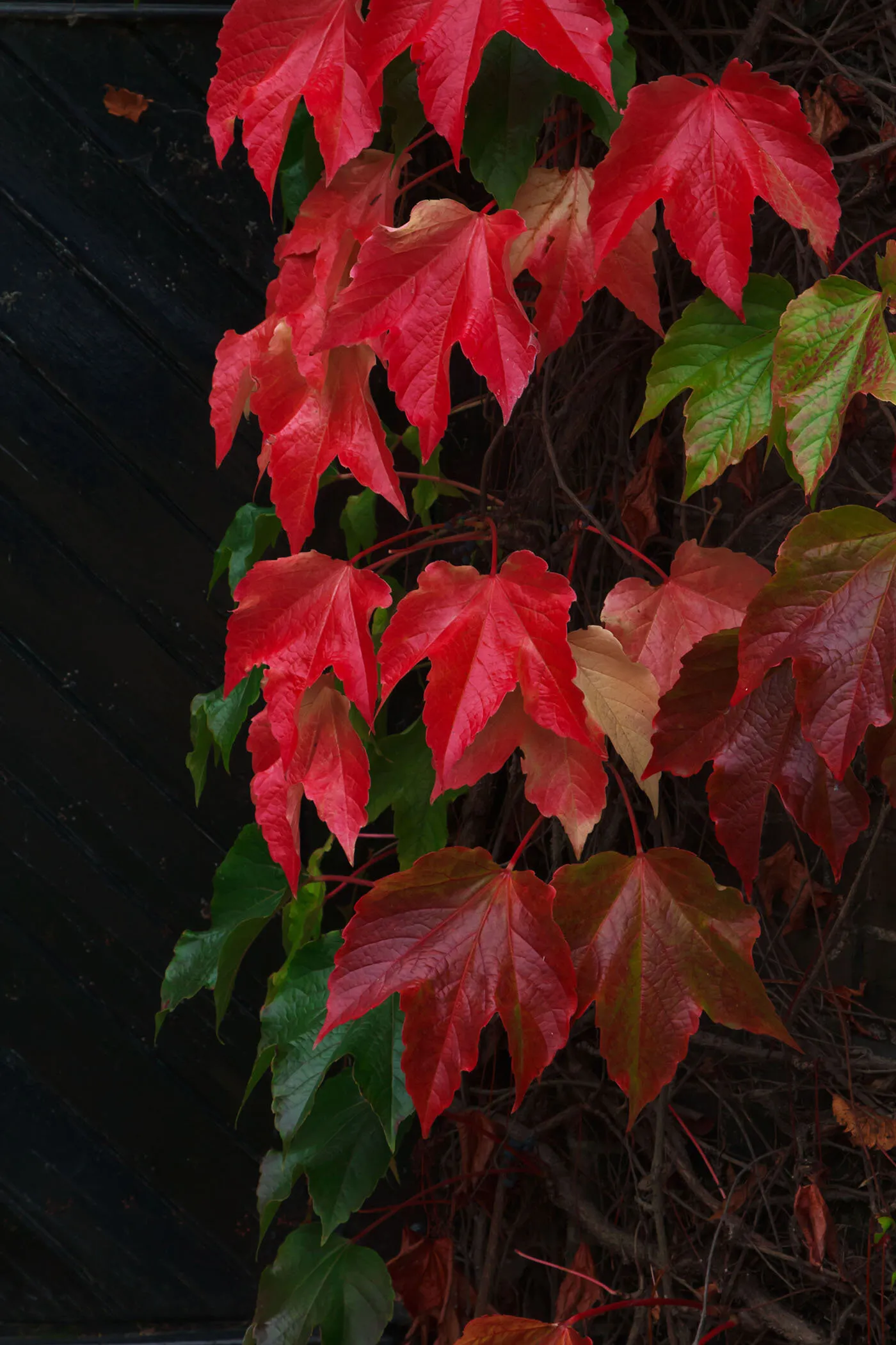 Boston Ivy