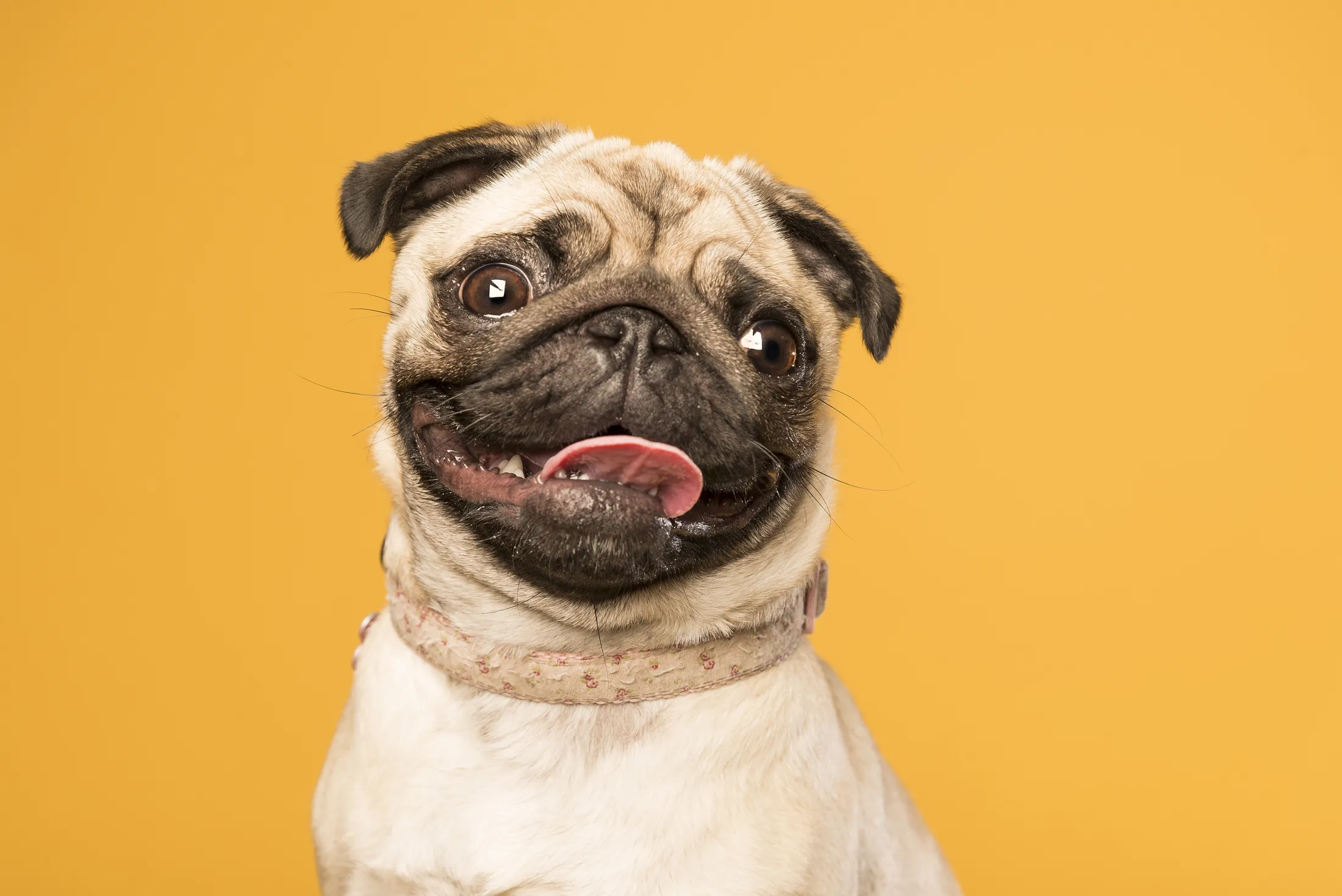 Portrait of a manic Pug