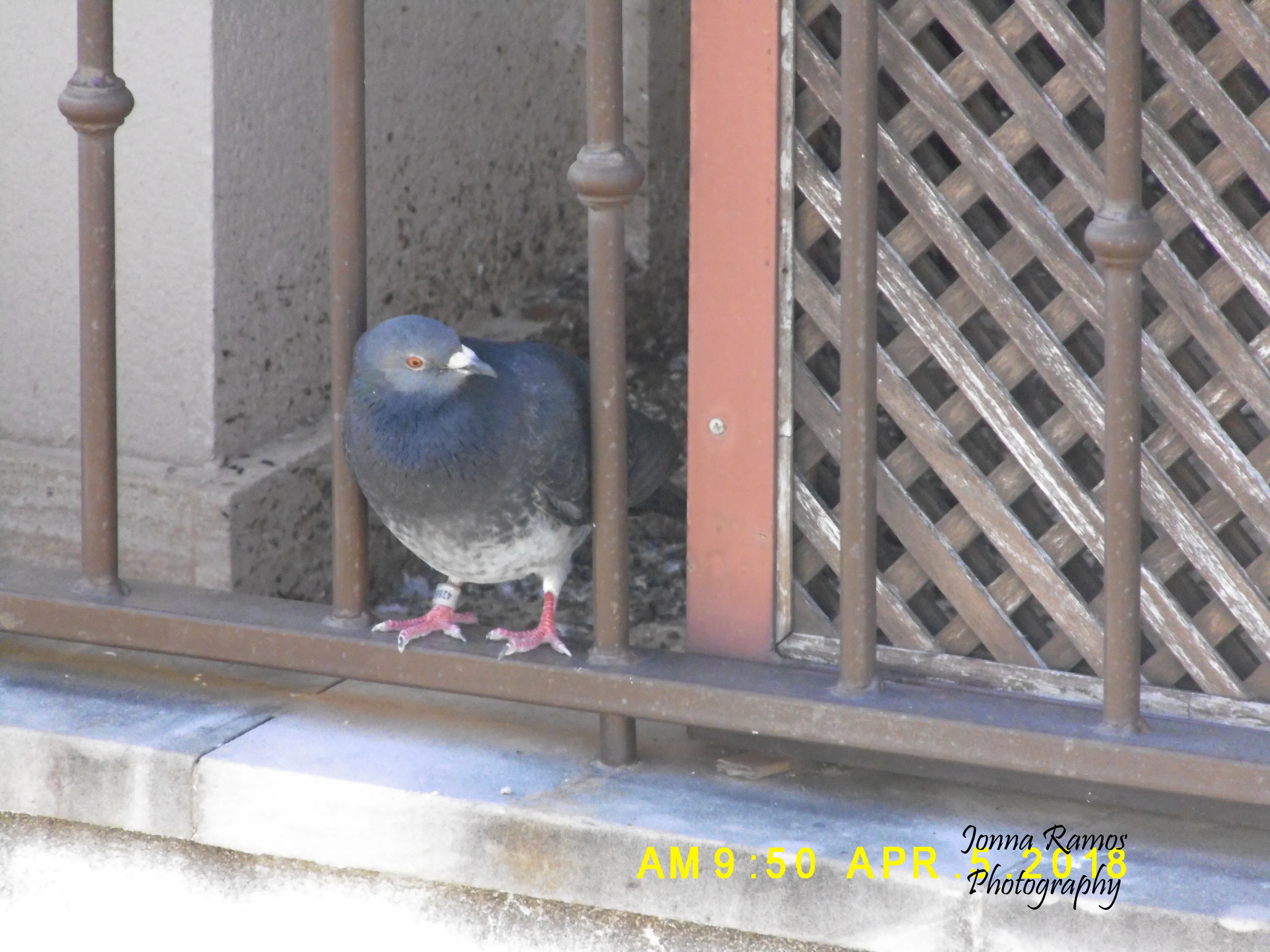 the intruder