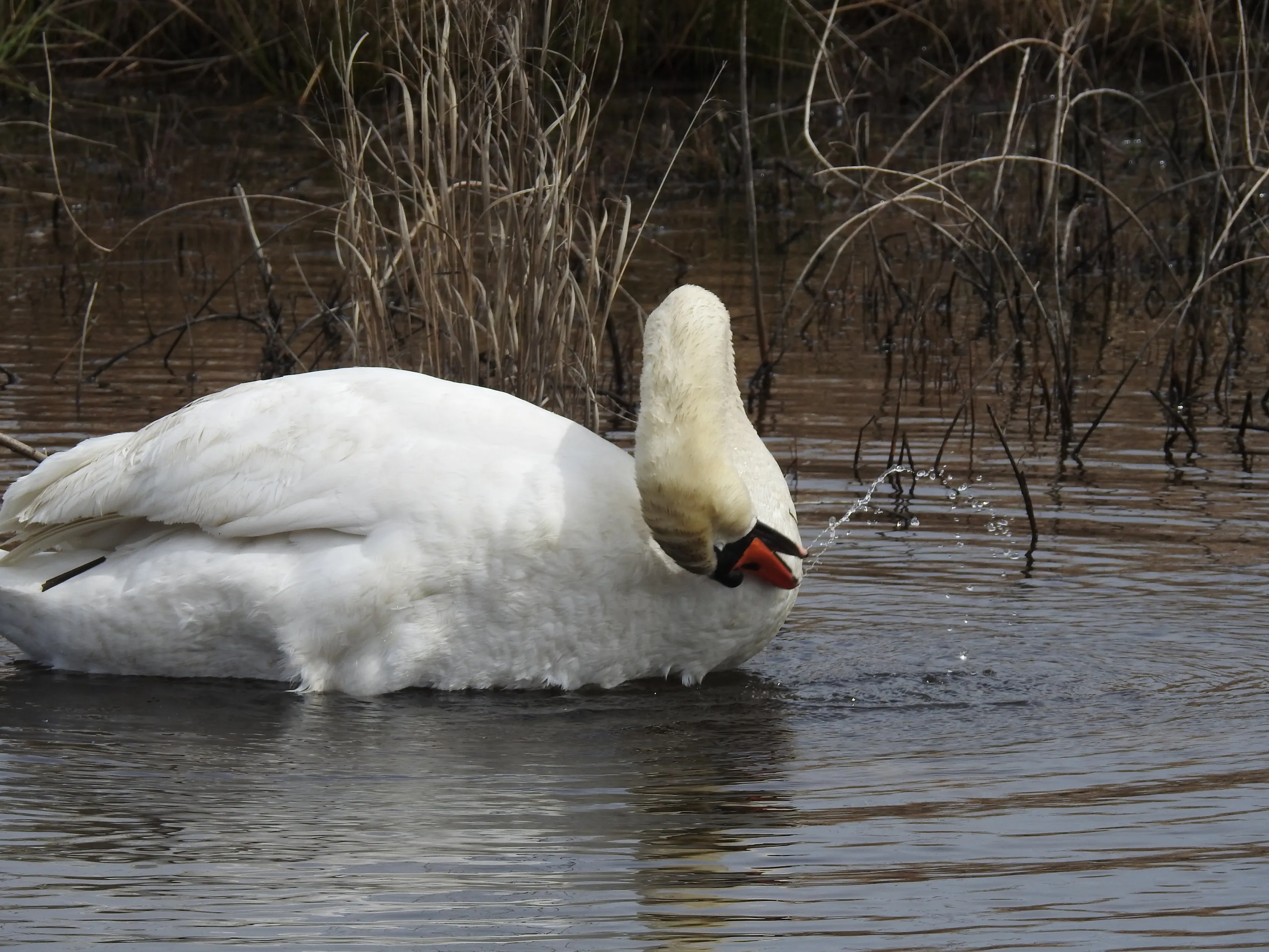 Swan Bath