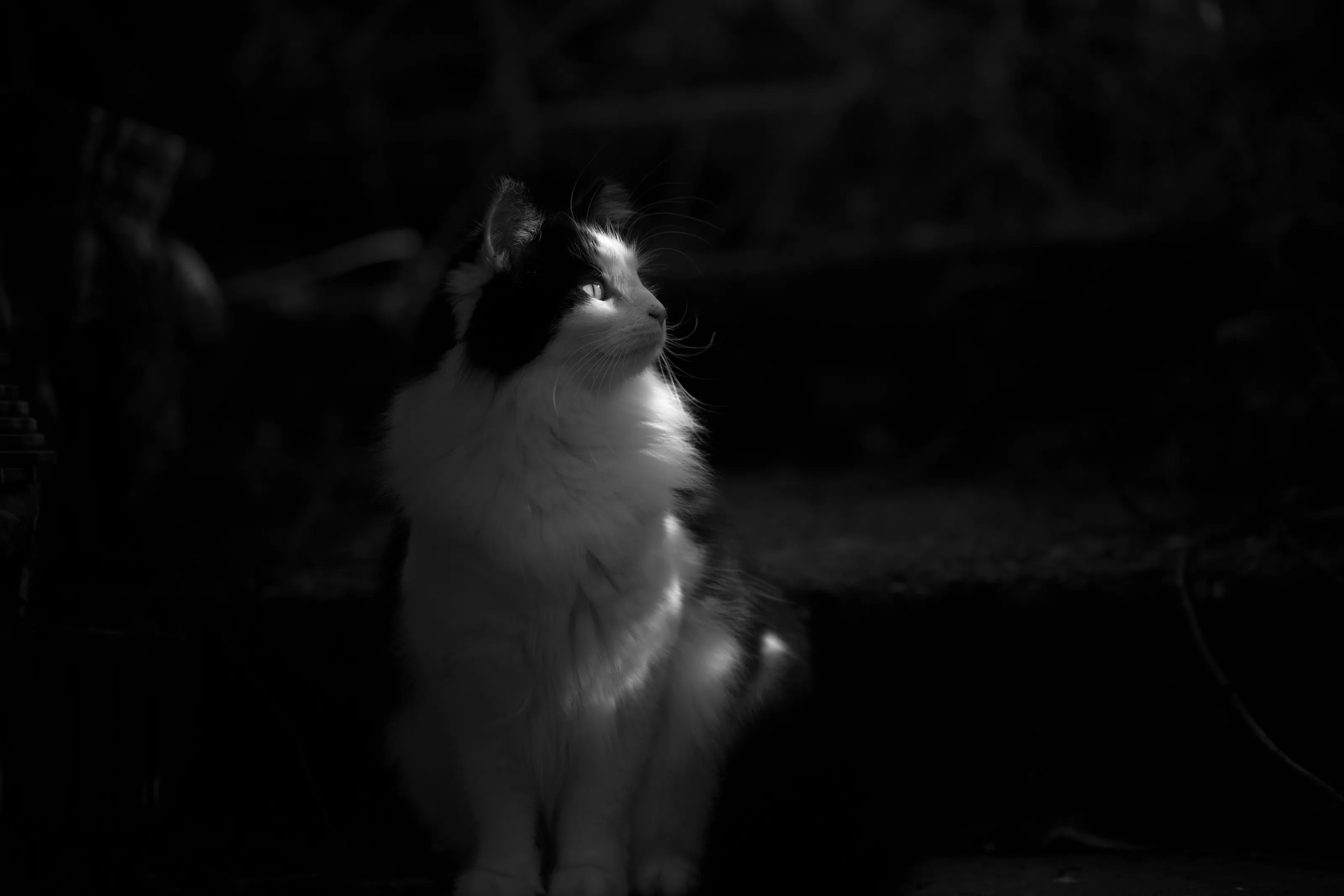 Black and White Cat in Black and White
