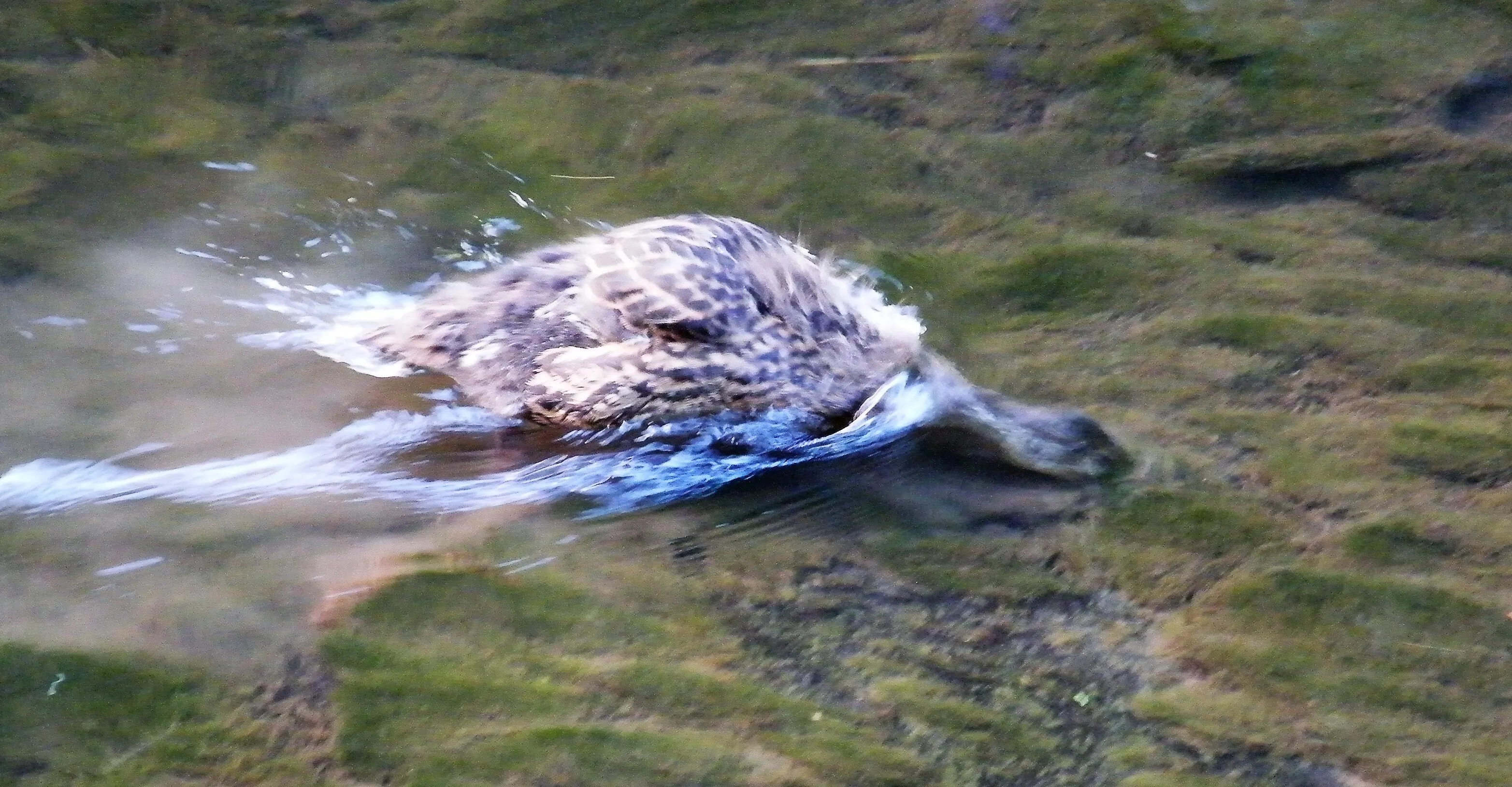 Duckling