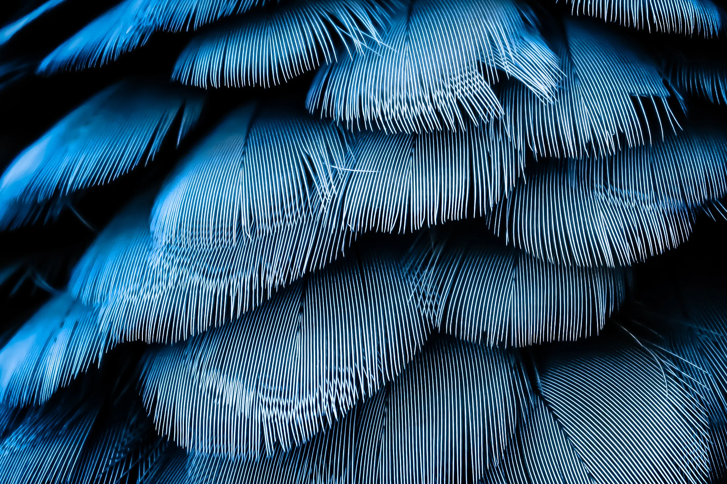 Blue Macaw Feathers
