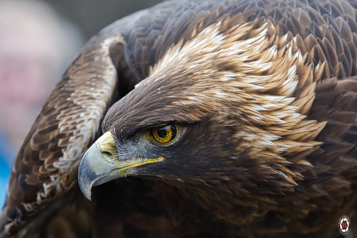 Golden eagle