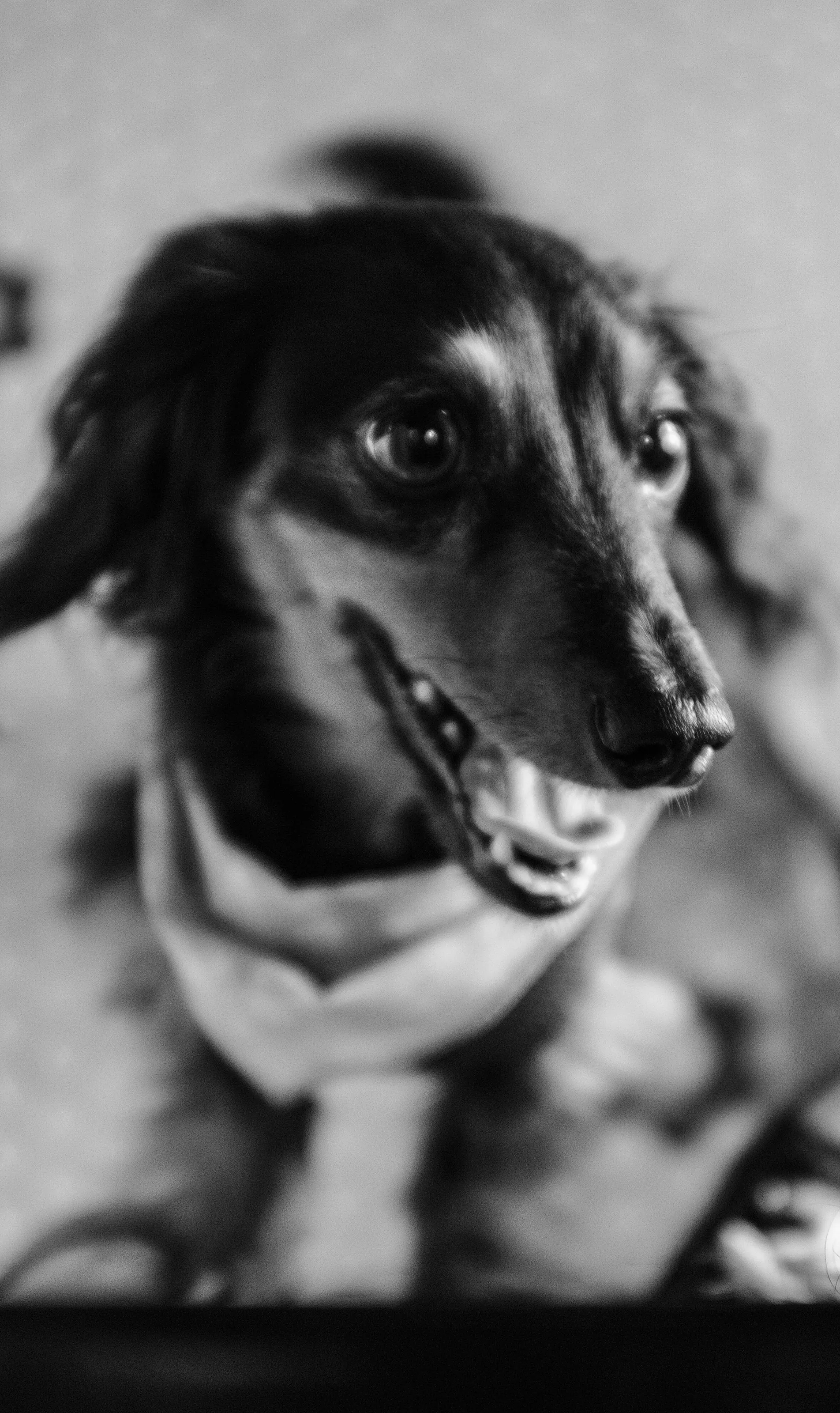 Orion and the bandana.