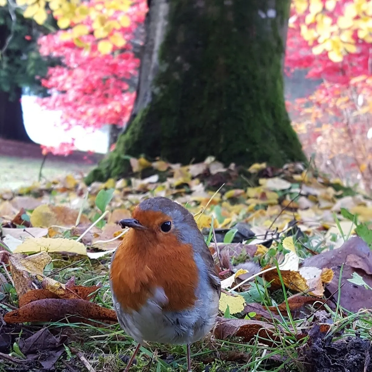 Robin