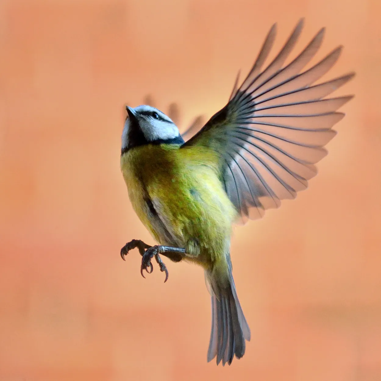 Entry 13427104