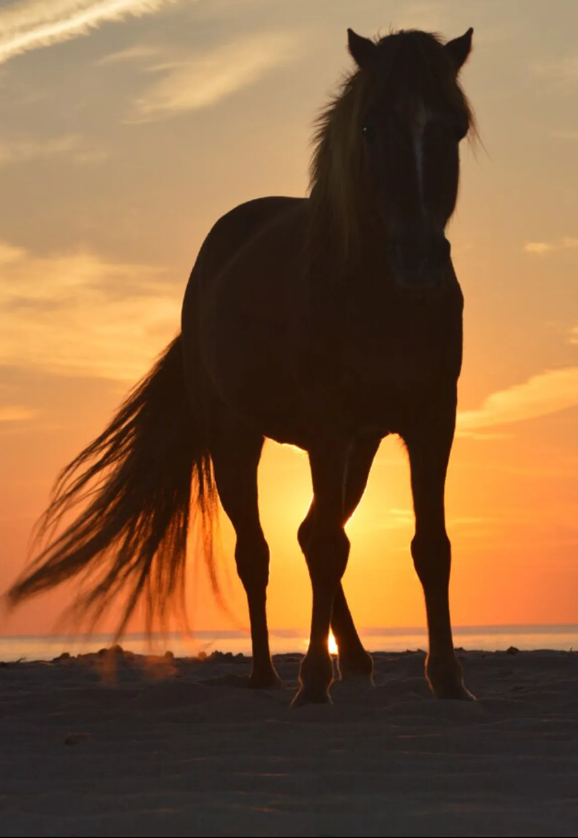 Assateague pony at sunrise