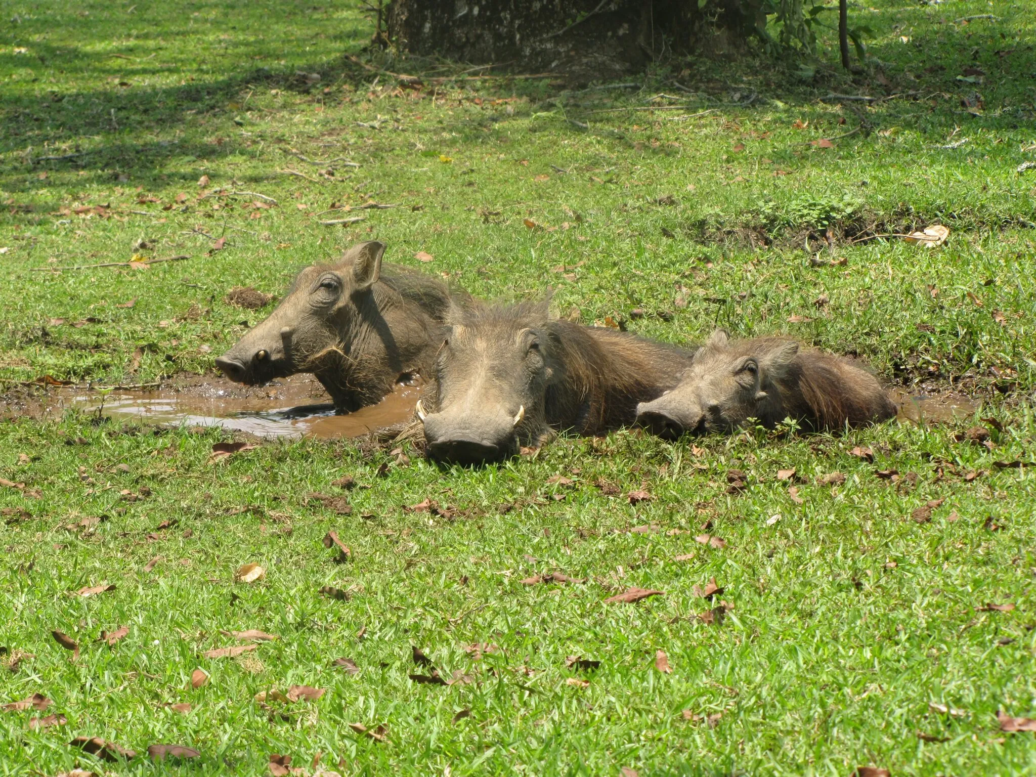 Warthog bath time