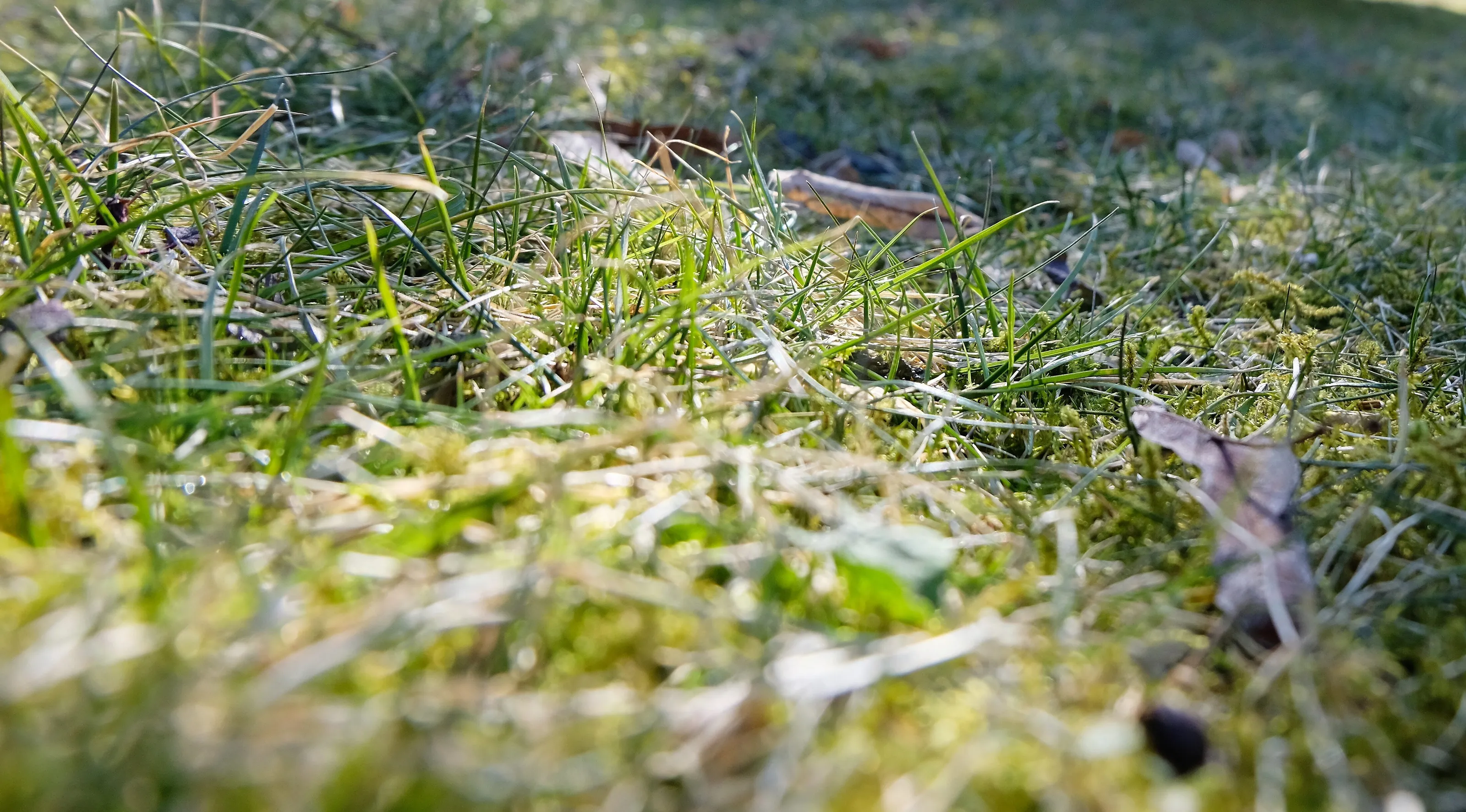 Sun on the grass