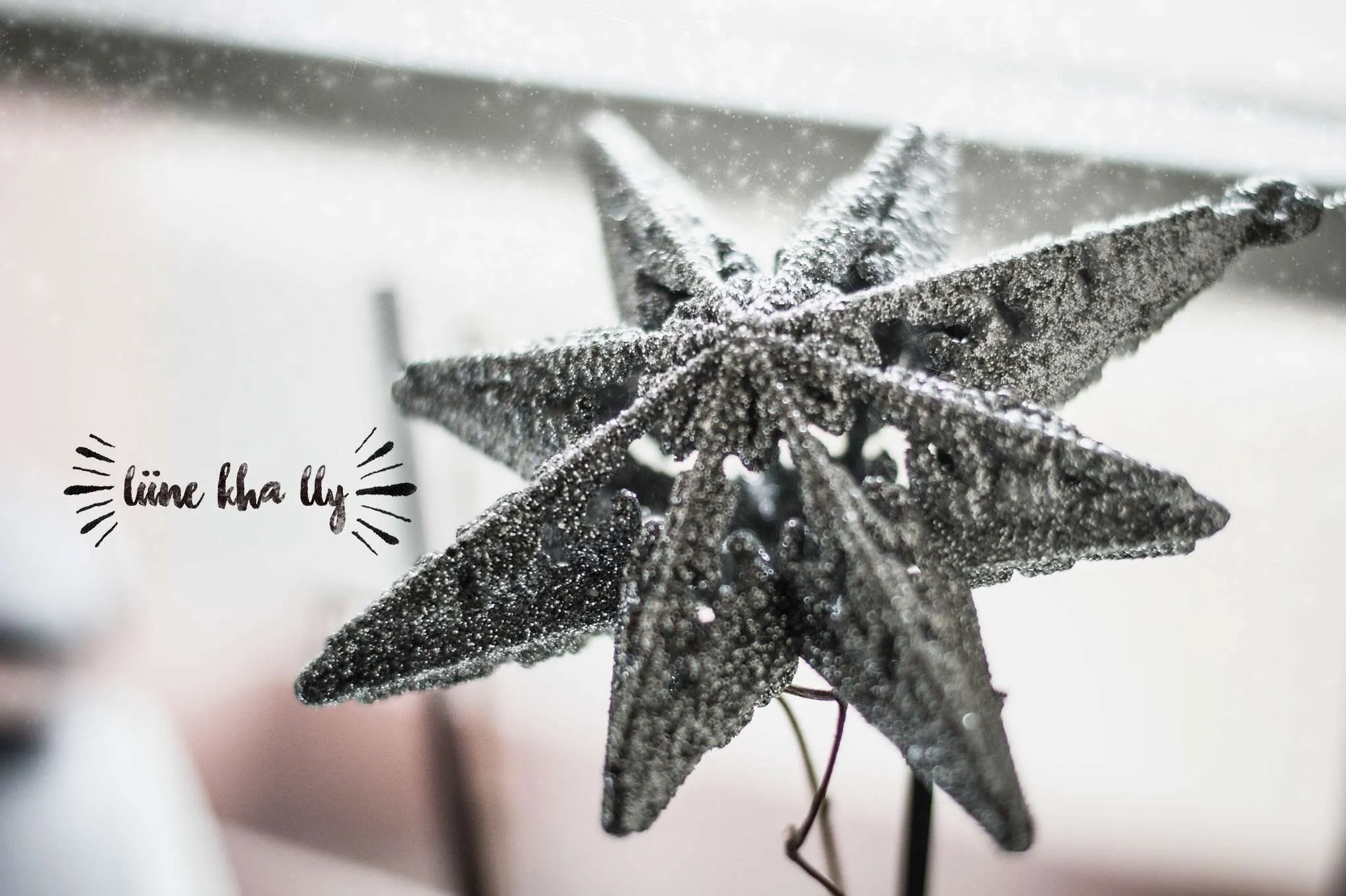 etoile de noel