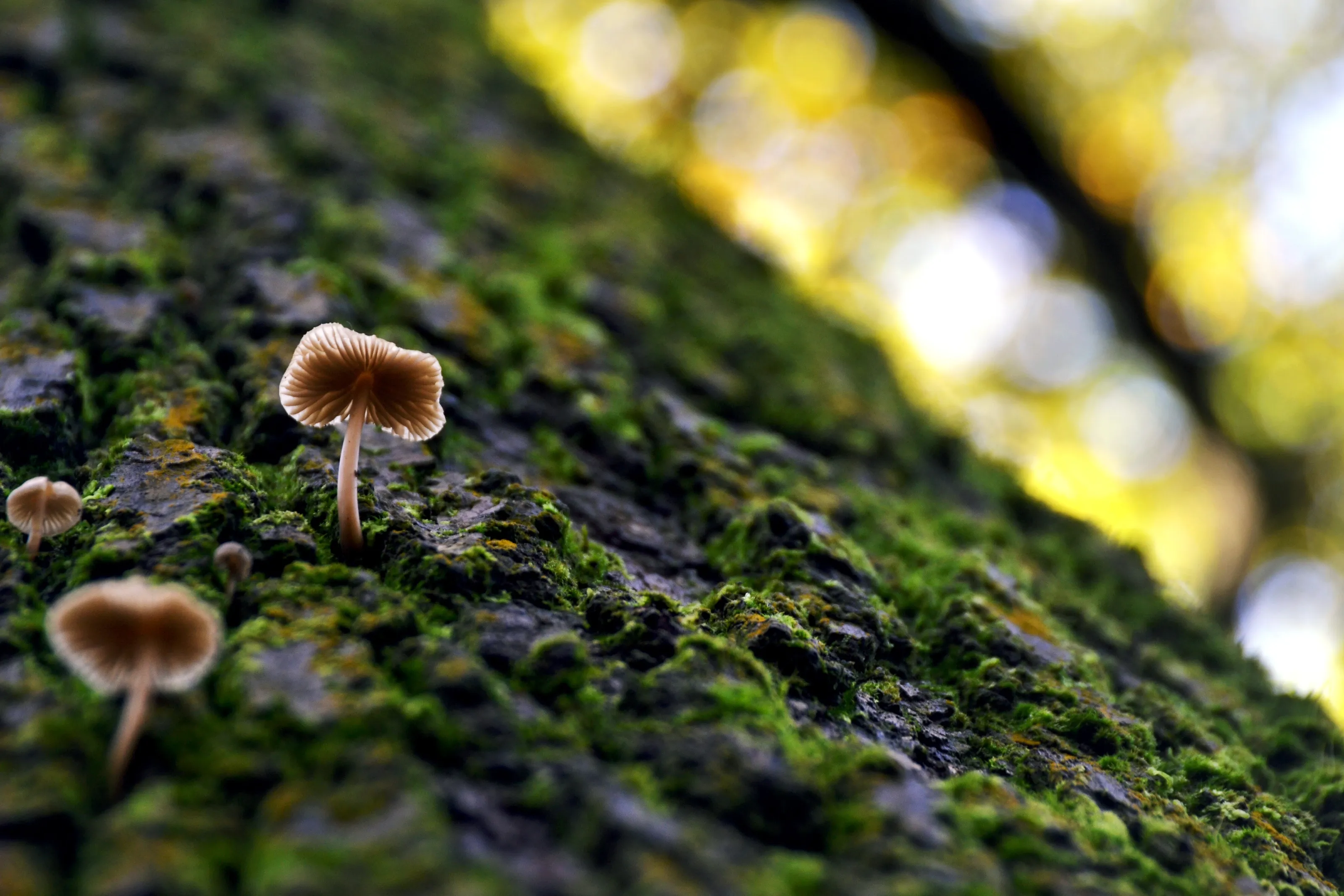 Look up