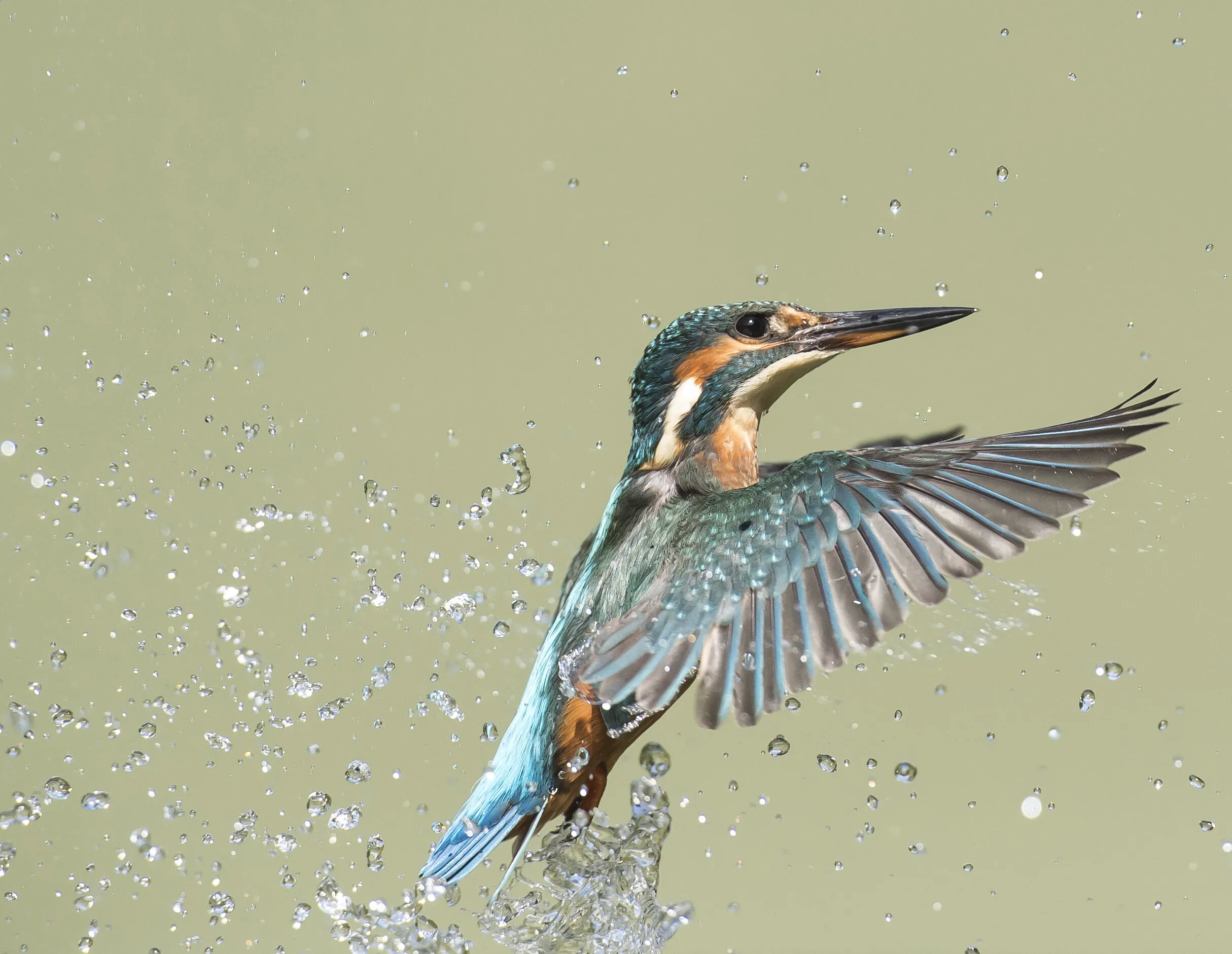 Kingfisher missed dive