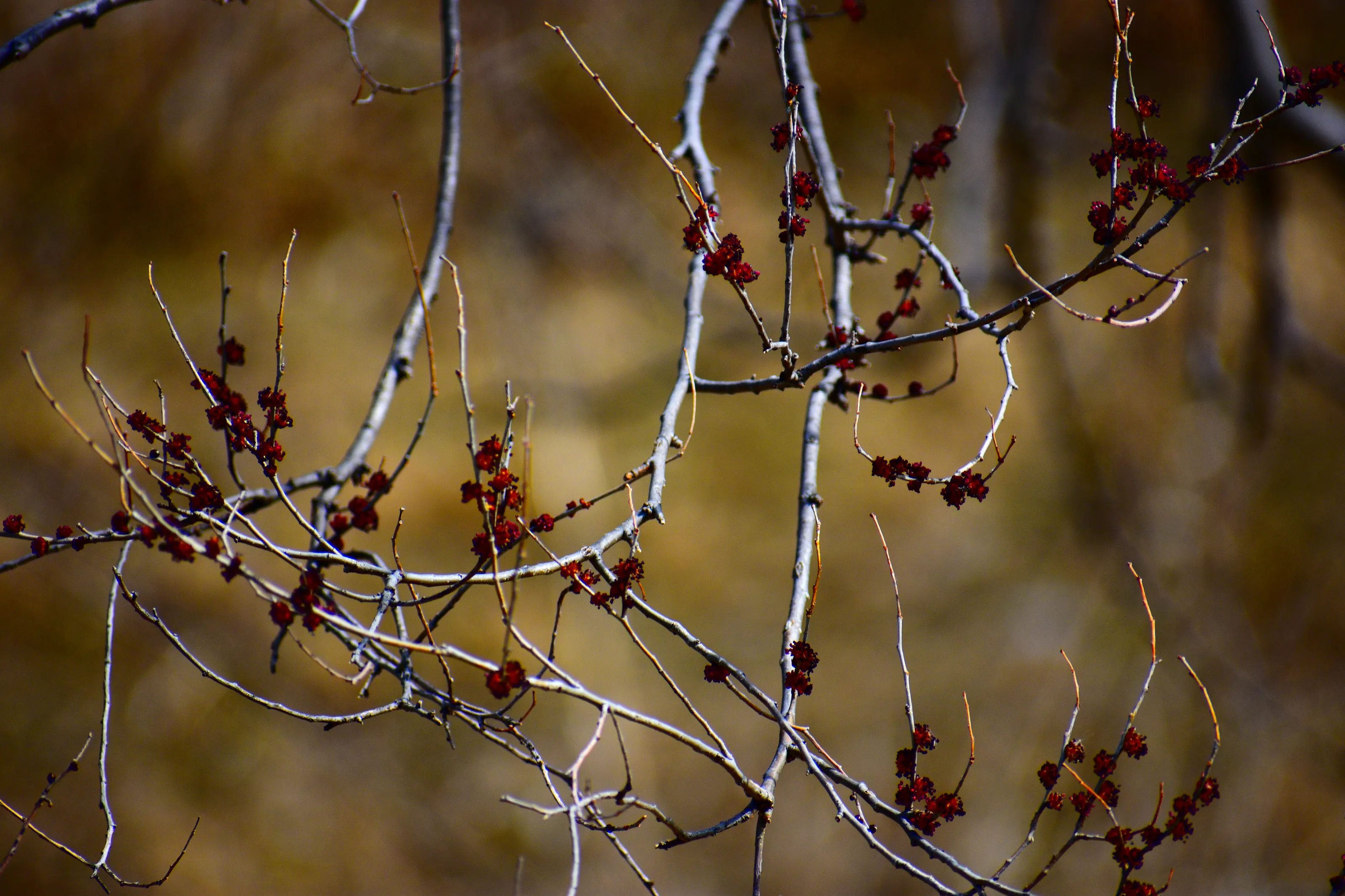 TINY DOTS ON ELM TREE