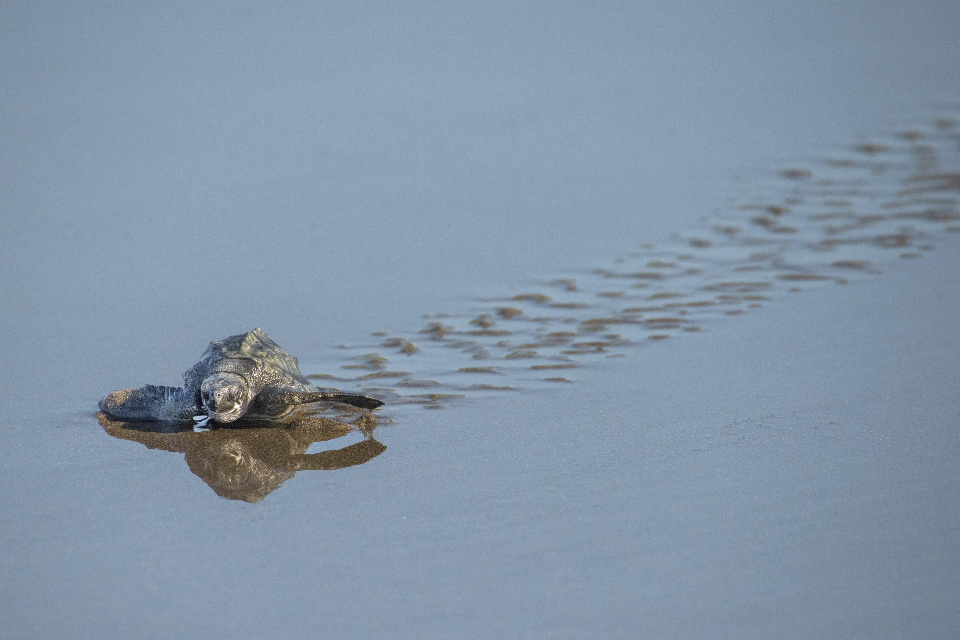 Lone Turtle