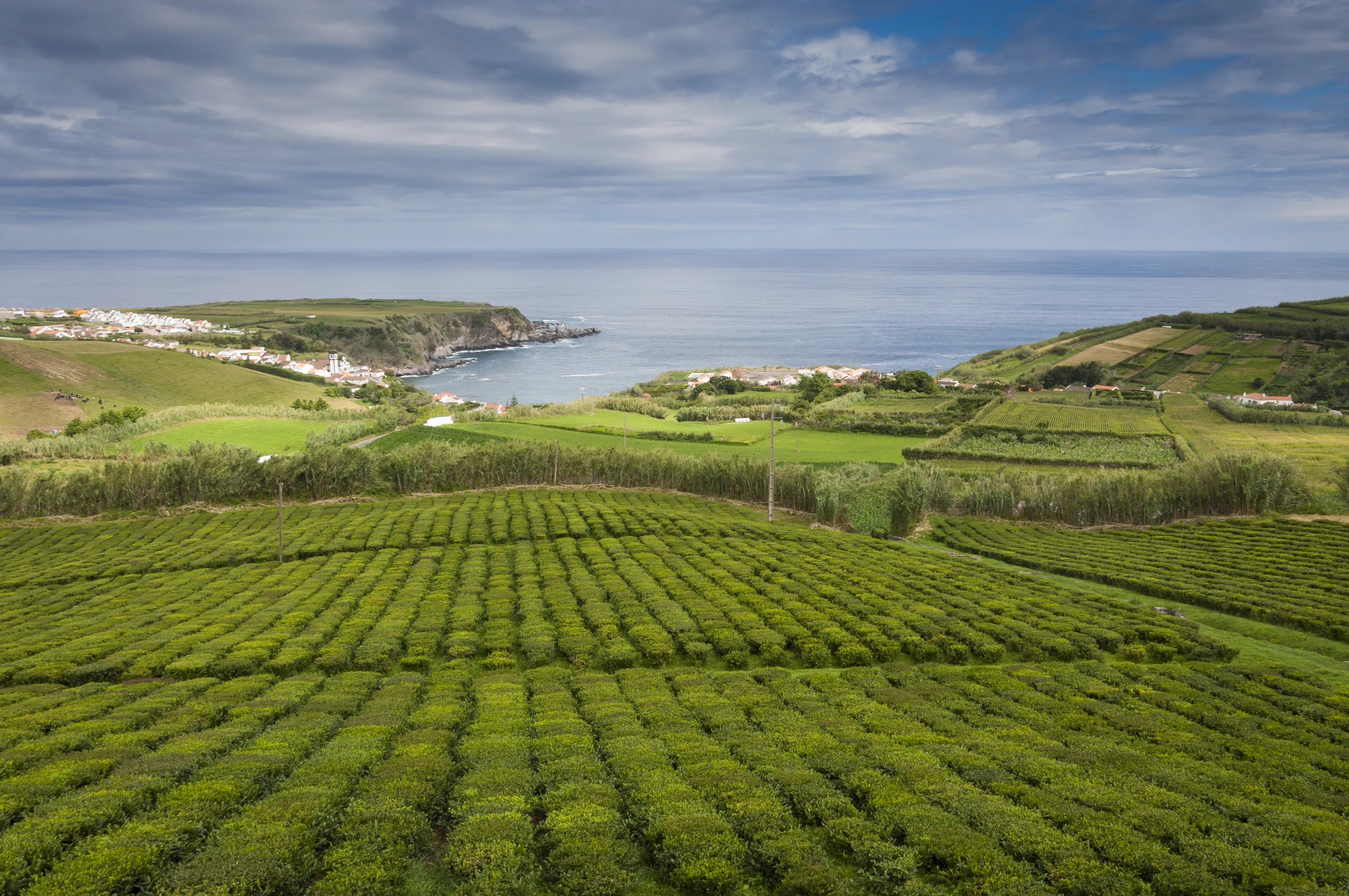 Fields of tea by the sea