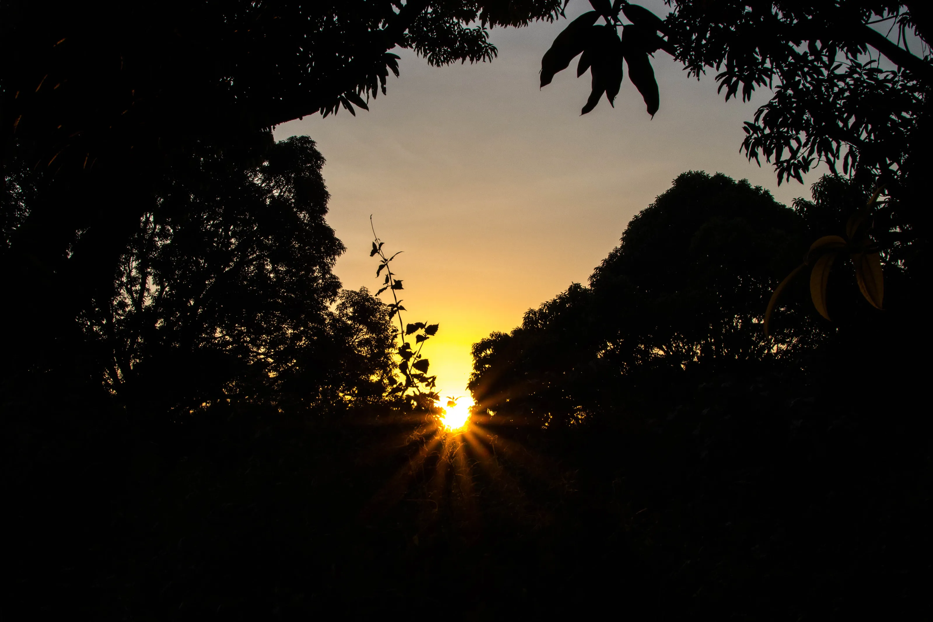"Yellow Rays"