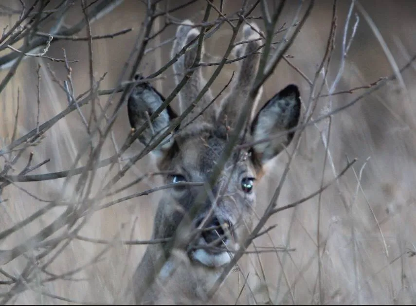 Prestwick Roe Deer.