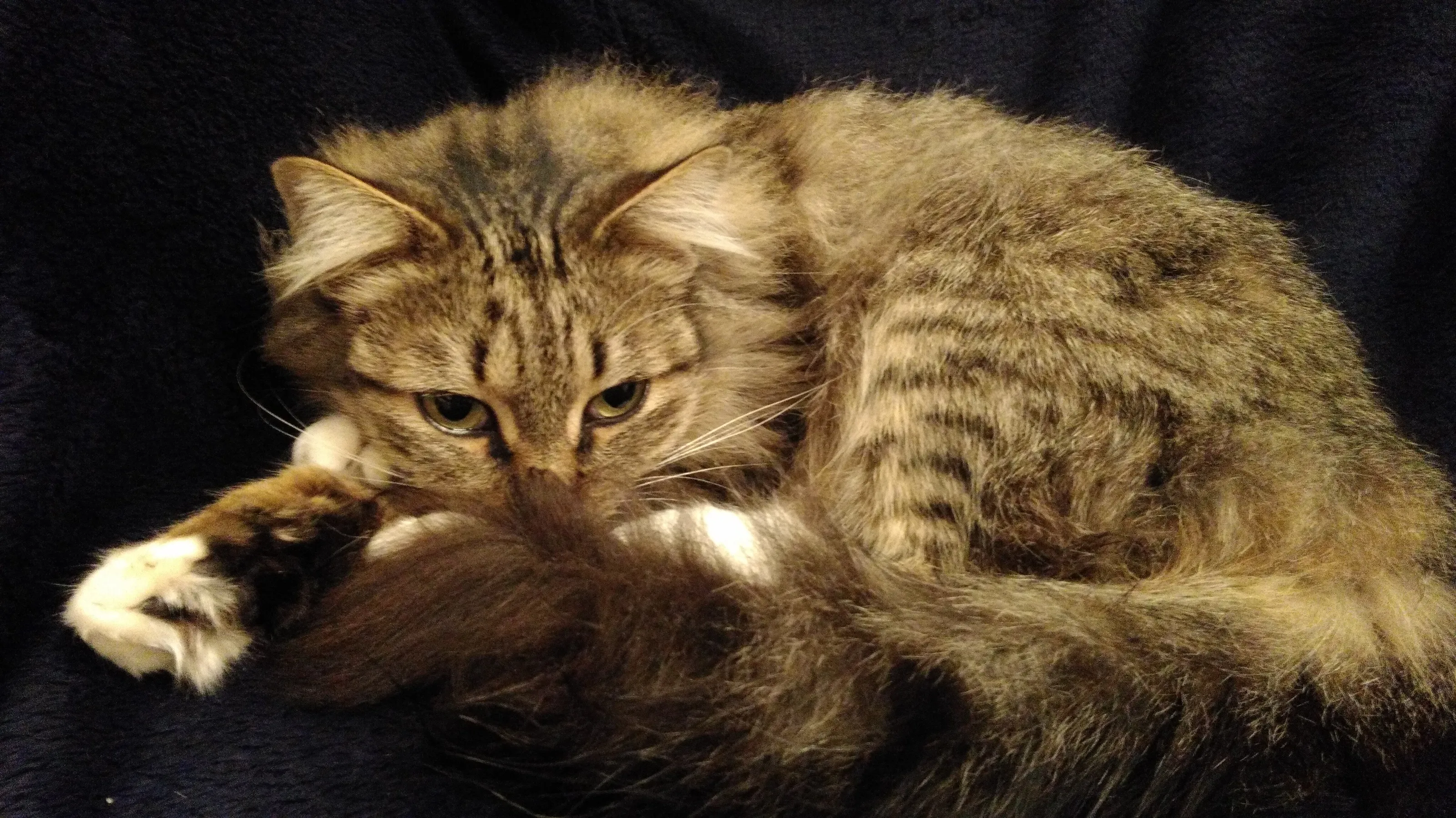 I mean it...  (Norwegian forest cat)