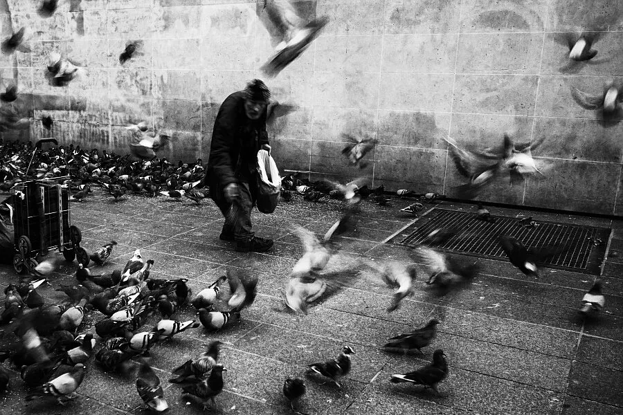 Pigeon