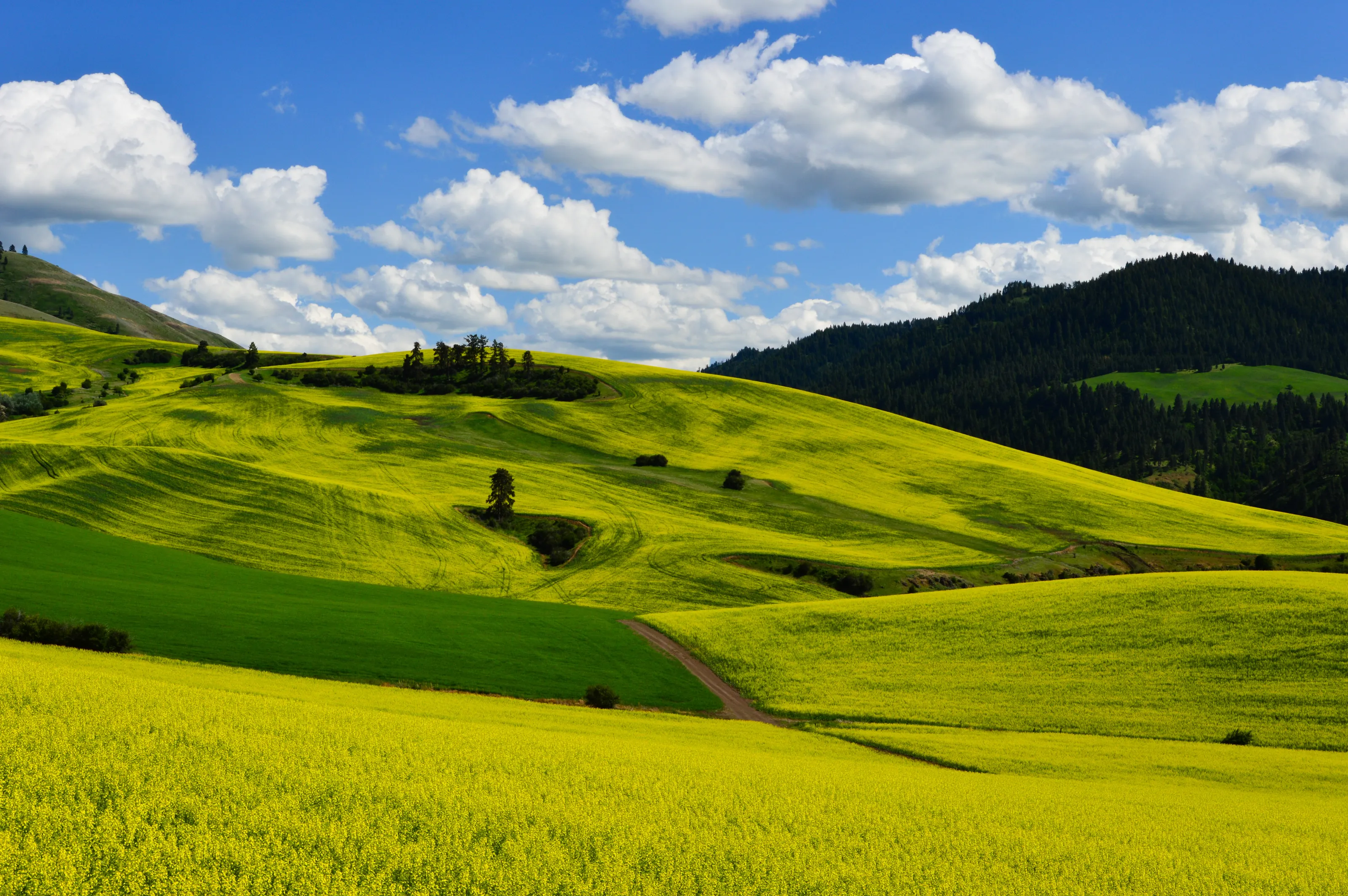 Green Dream
