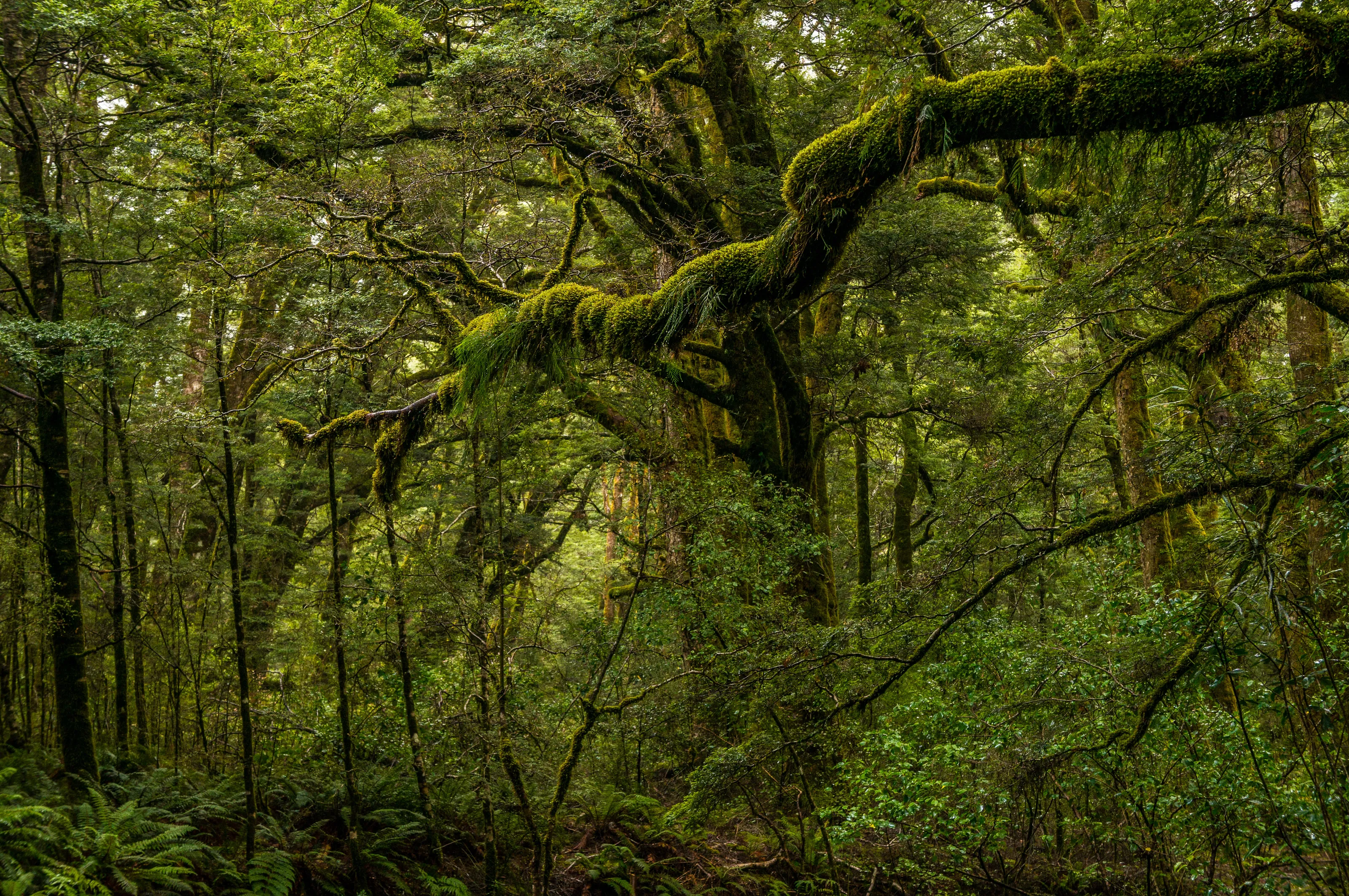 Into the woods