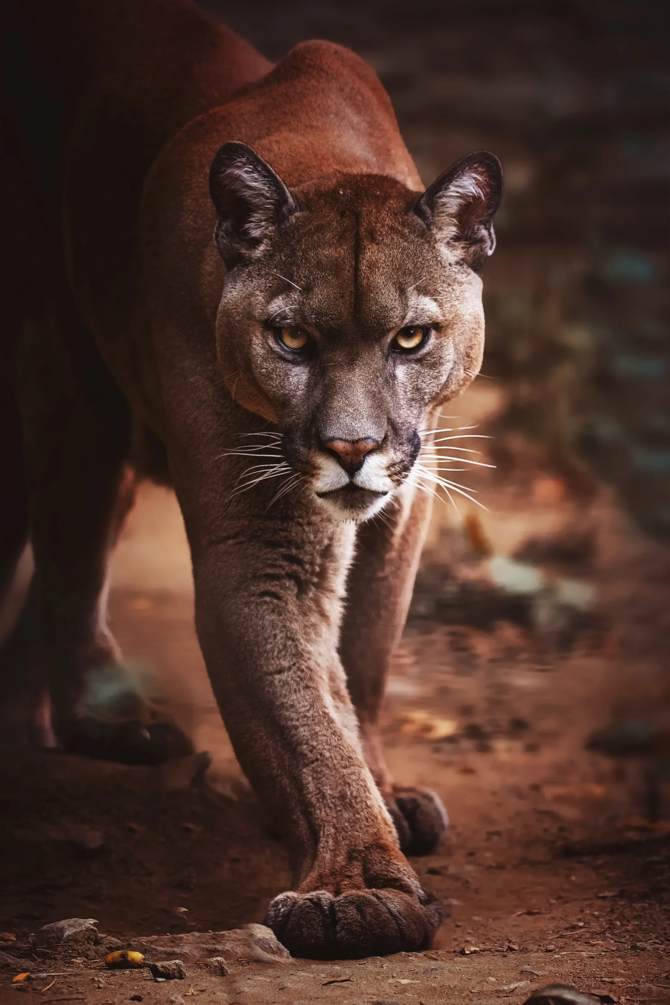 American cougar