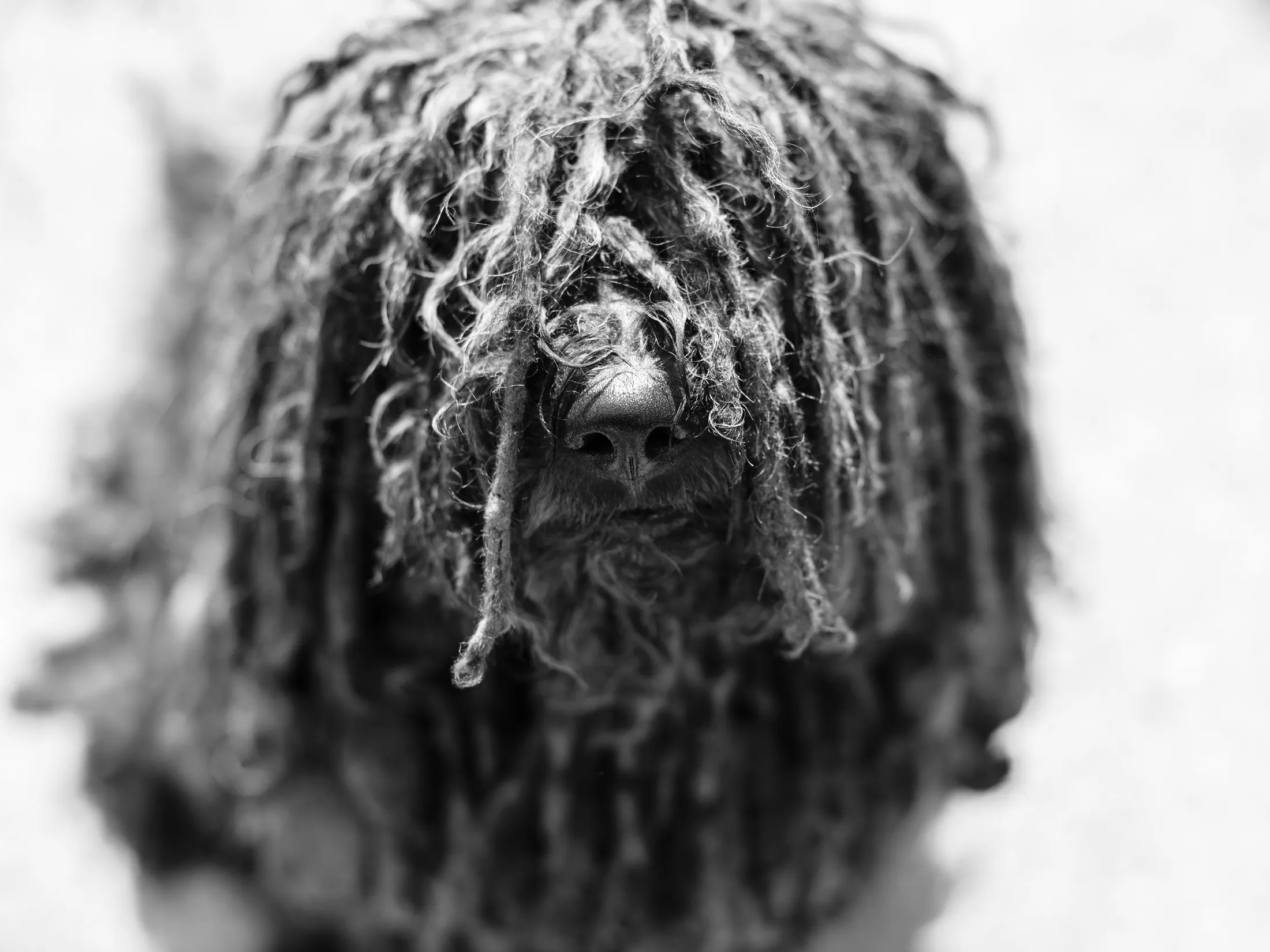 Puli the dog