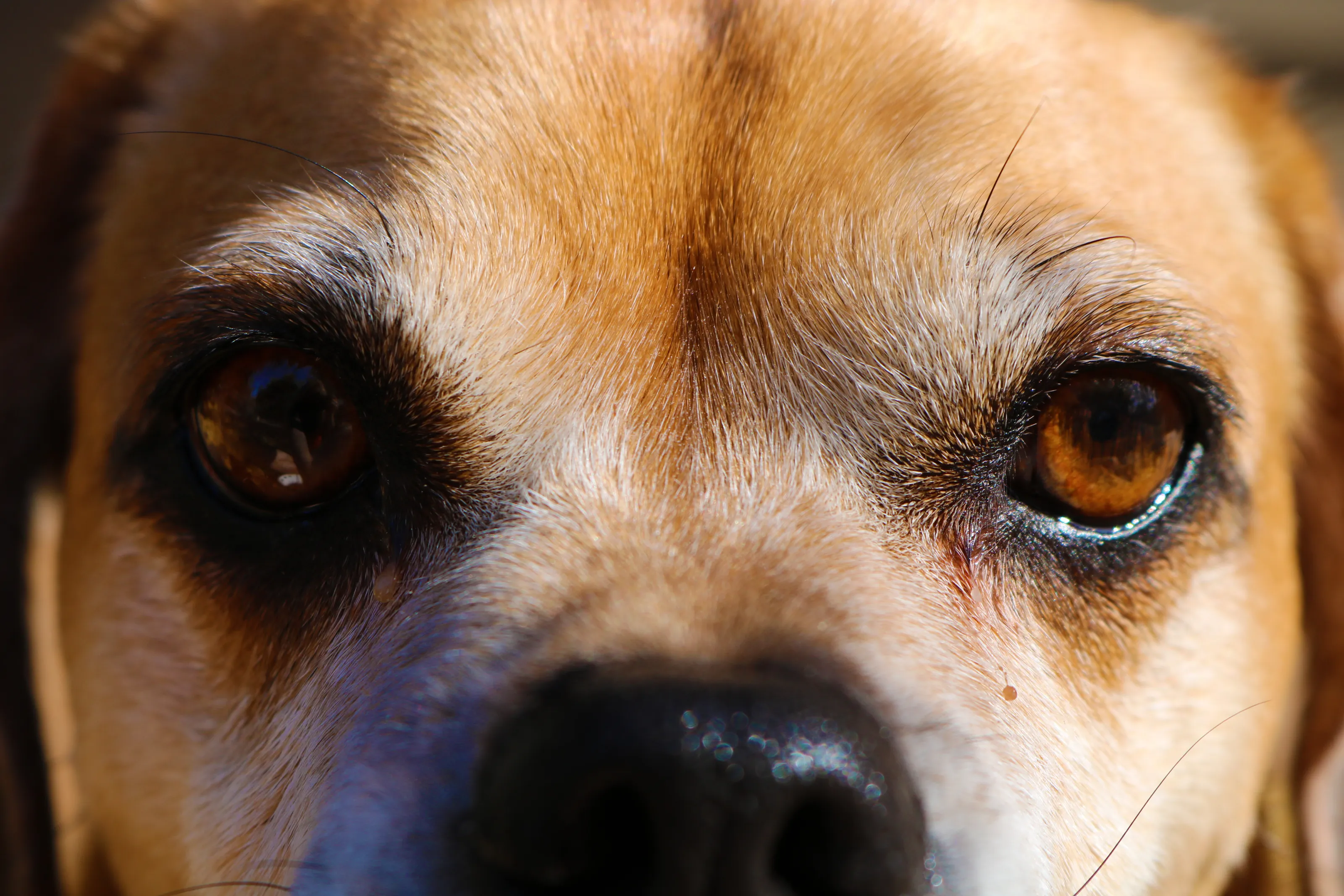 Puppy Dog Eyes