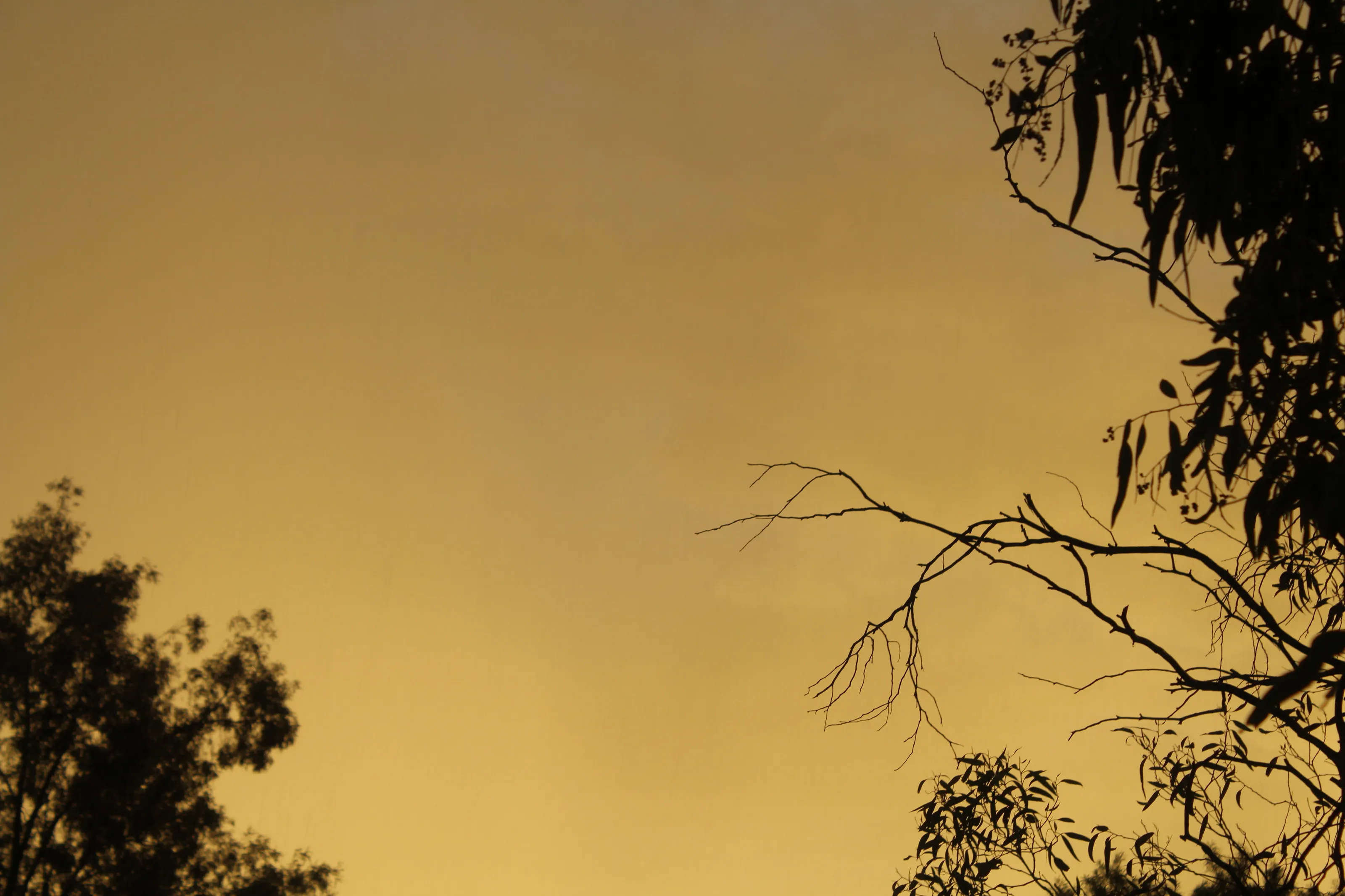 Misty Sunset