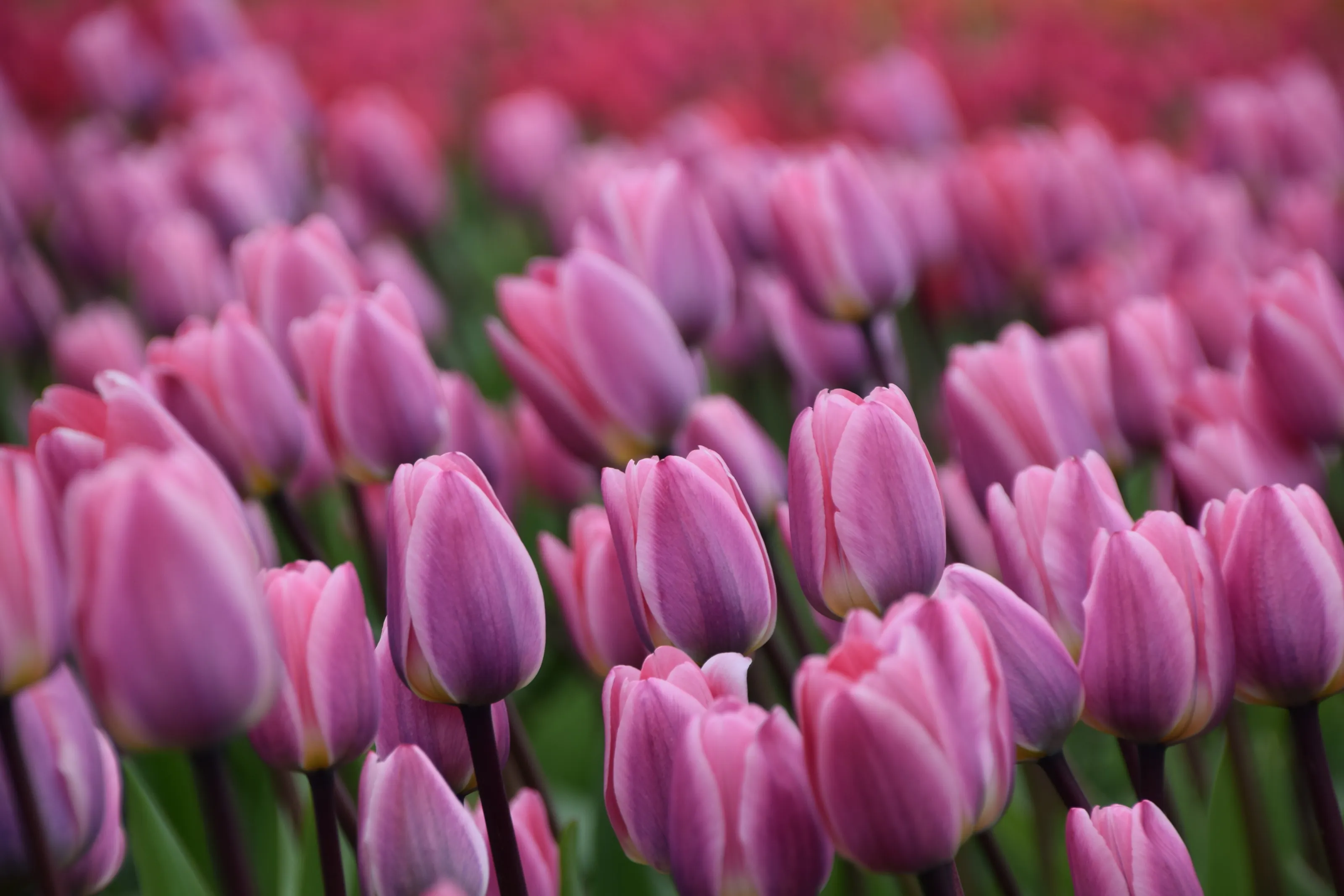 Spring Tulips