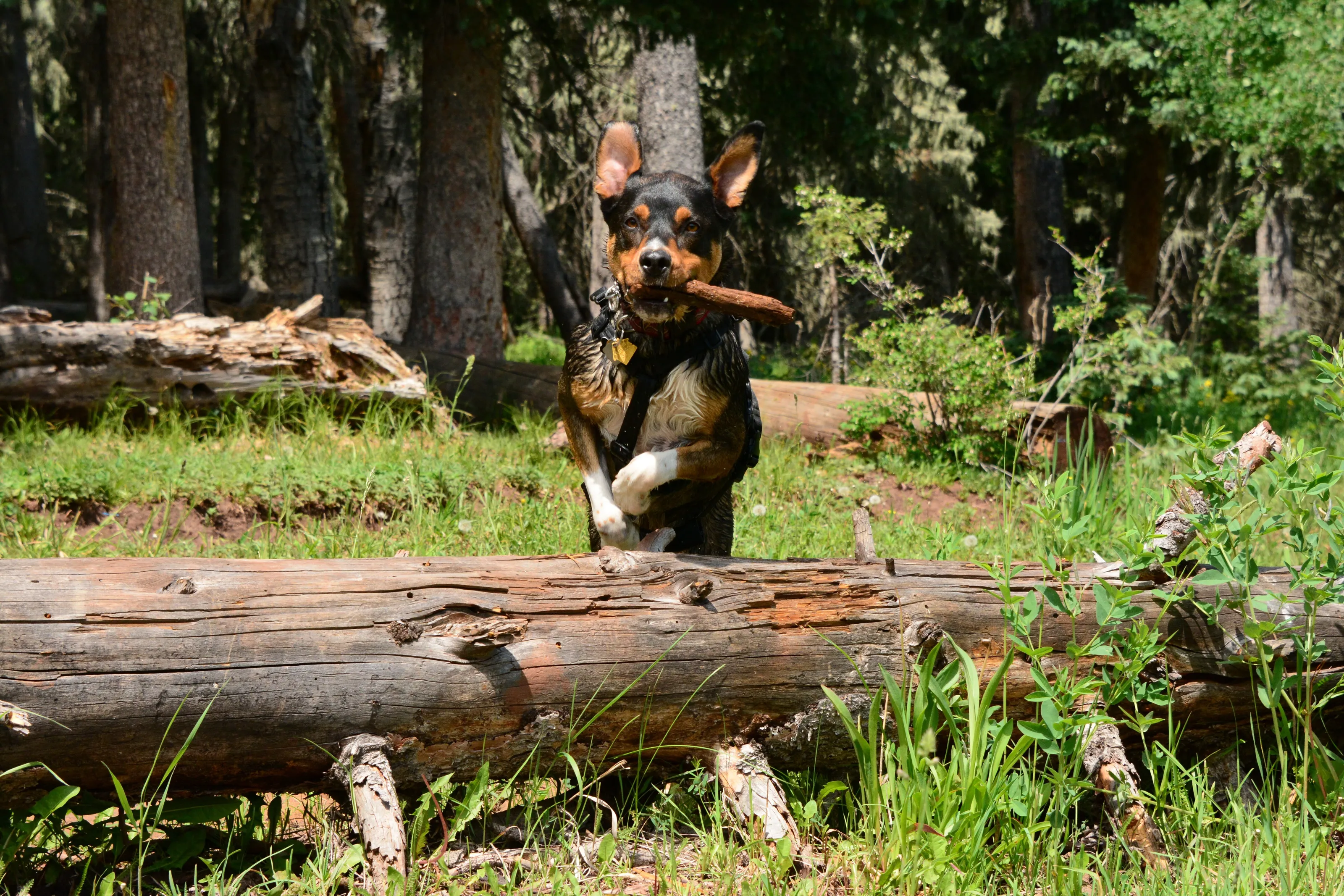 Luke leaping log with a stick in his mouth - Gregorio Lake, NM