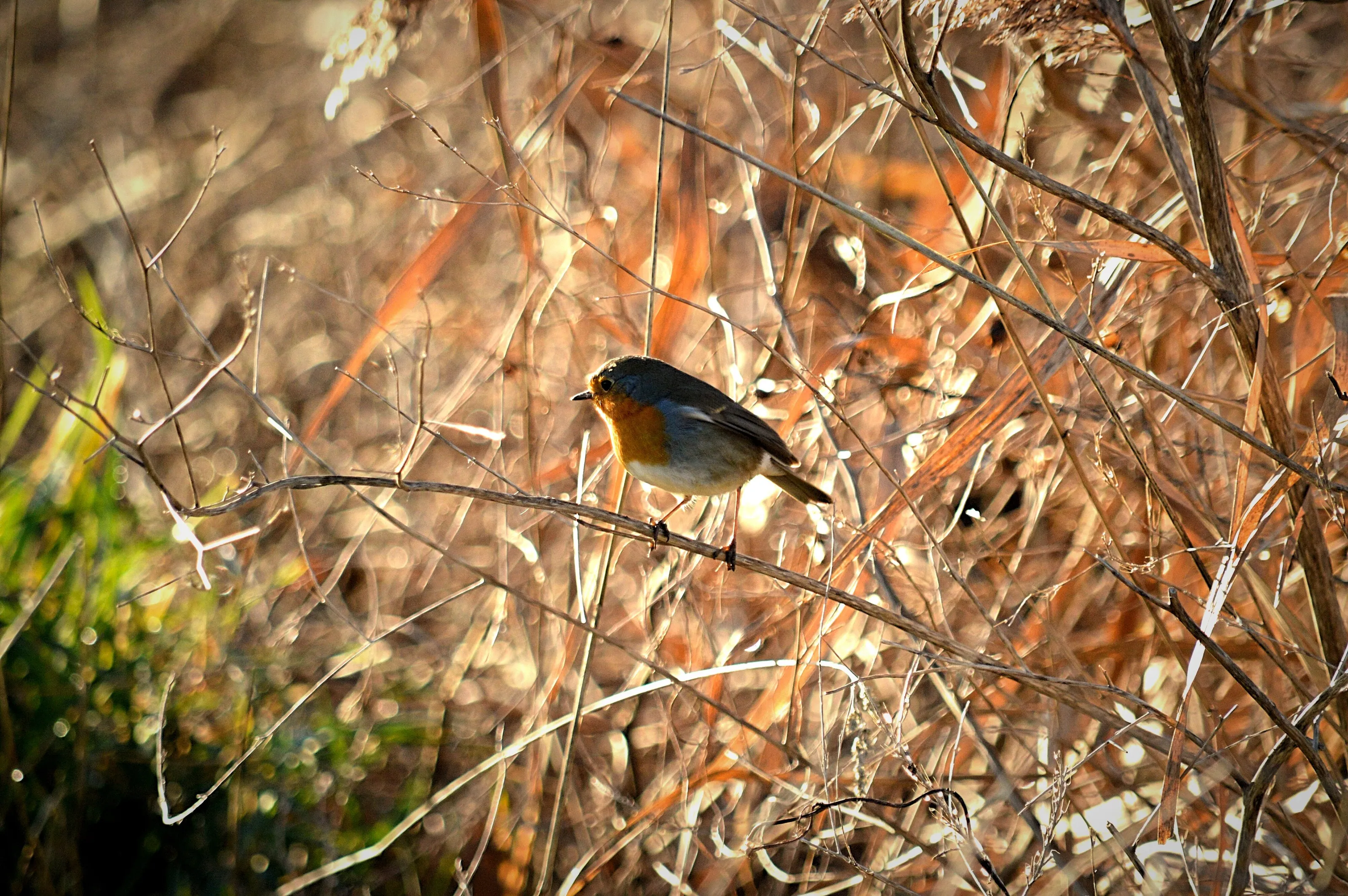 Robin