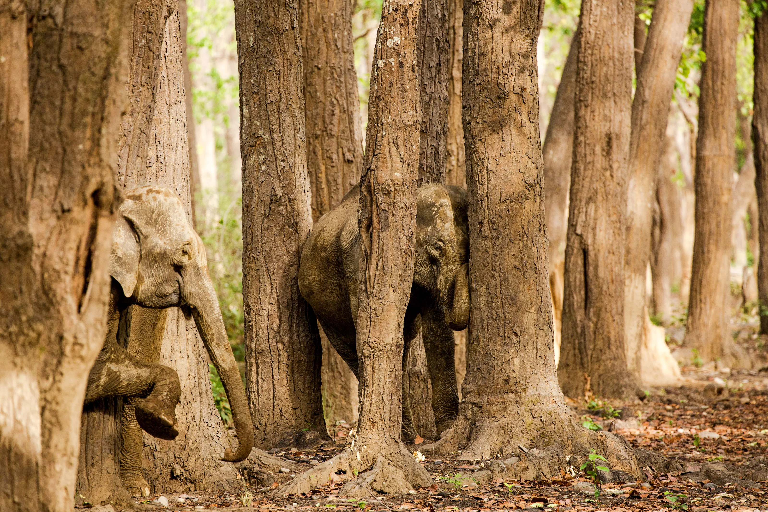 Hide and Seek and the Woods