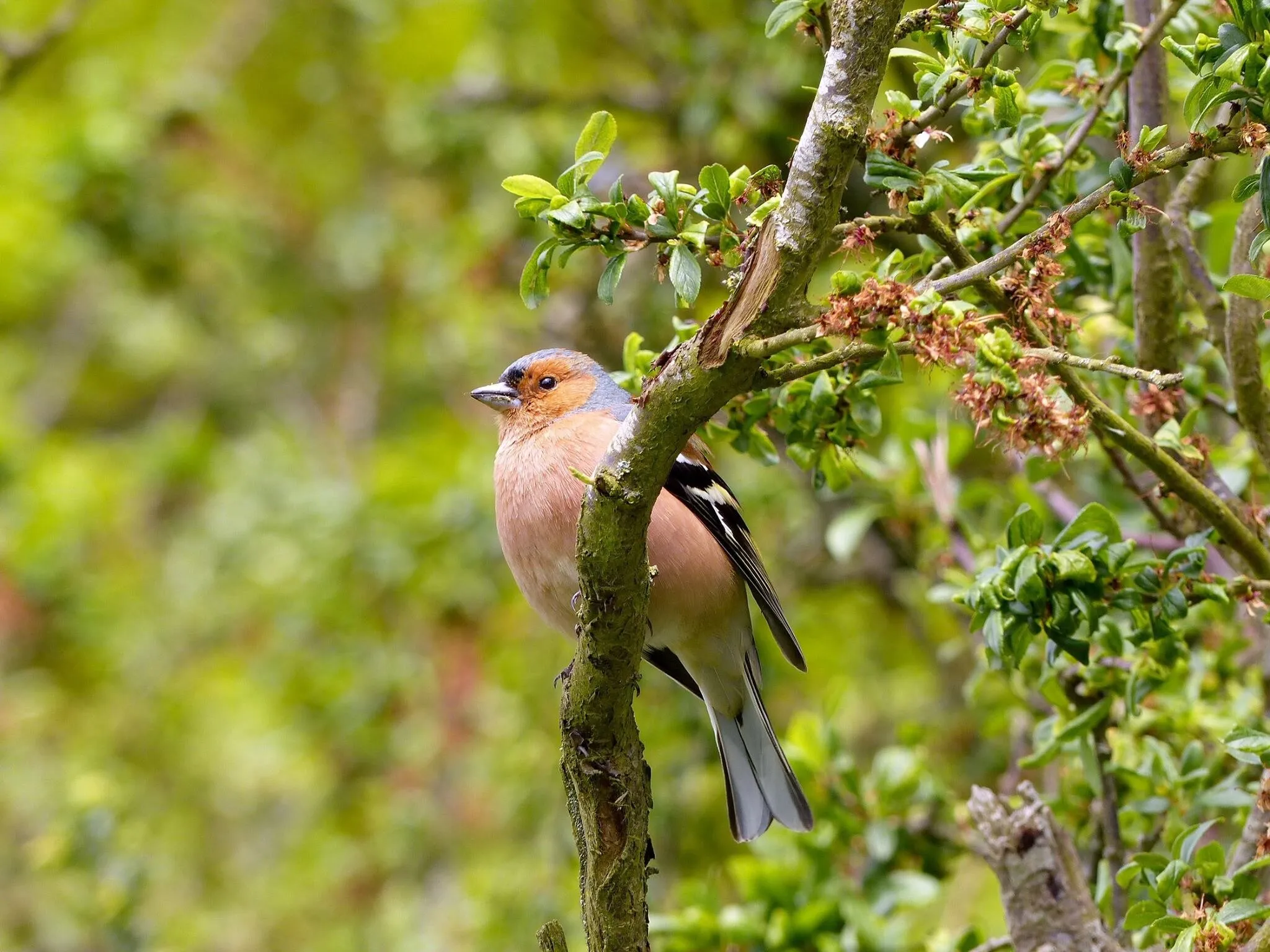 Chaffinch