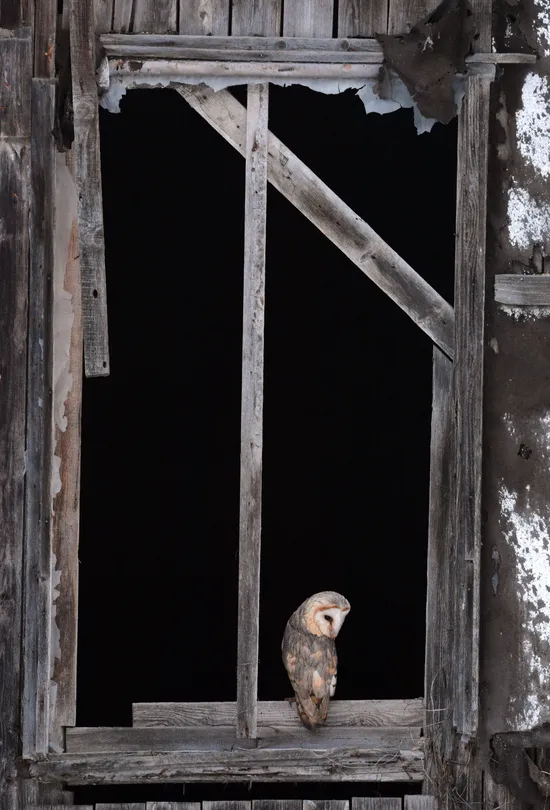 Barn owl