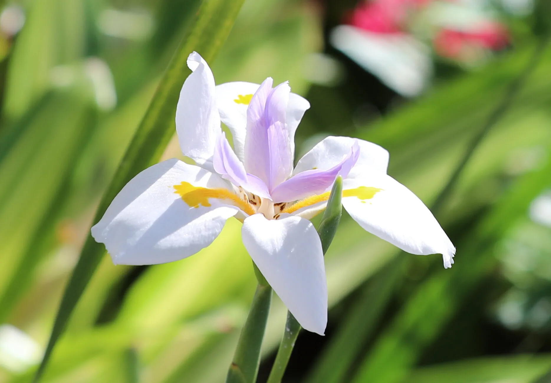 Iris