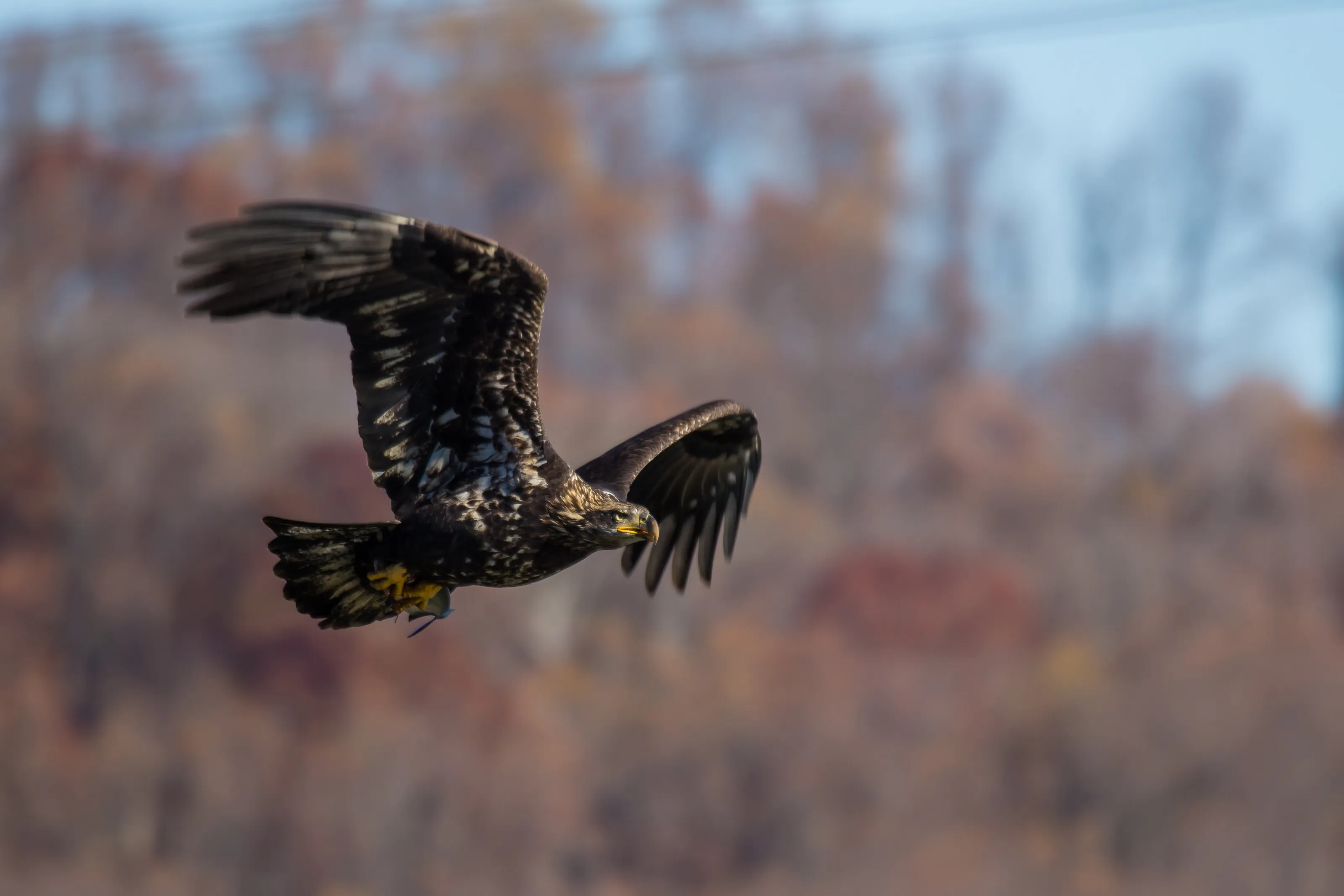Bald Eagle with fish