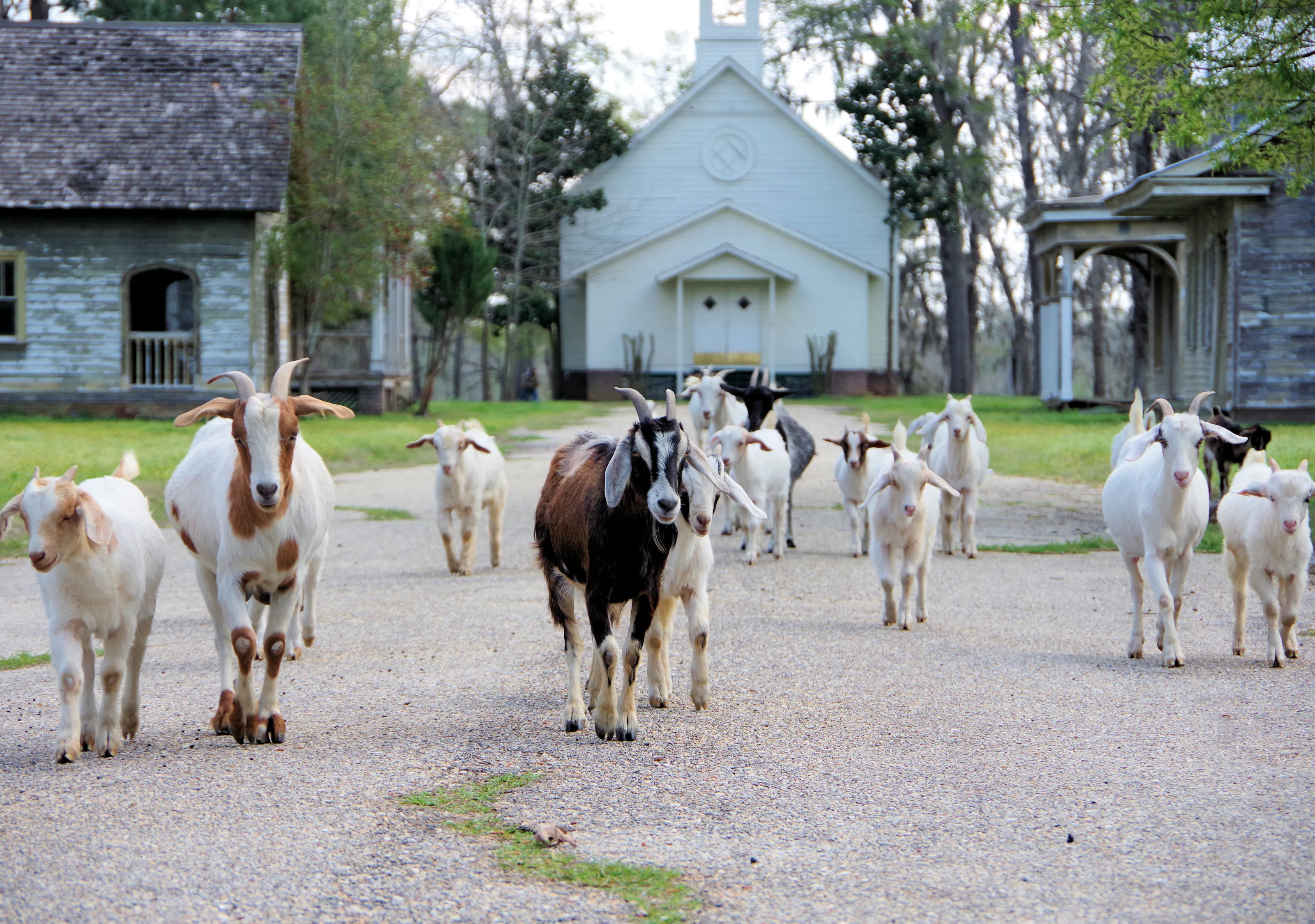Eager goats