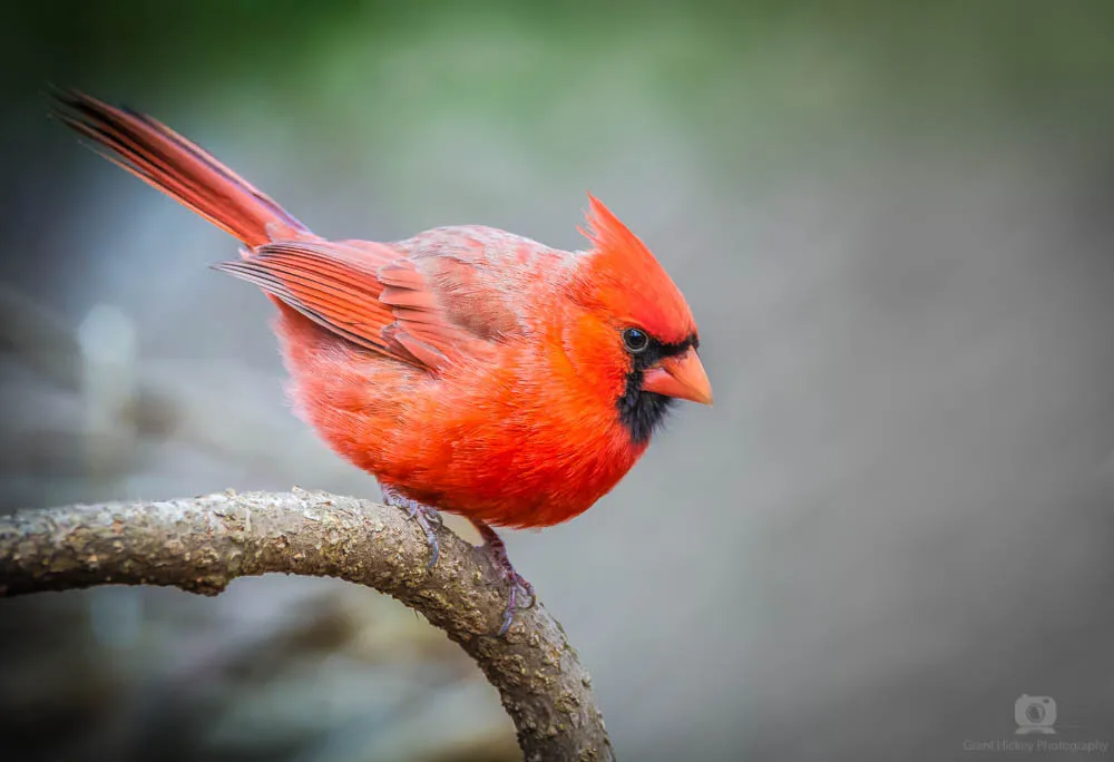 Northern Cardinal