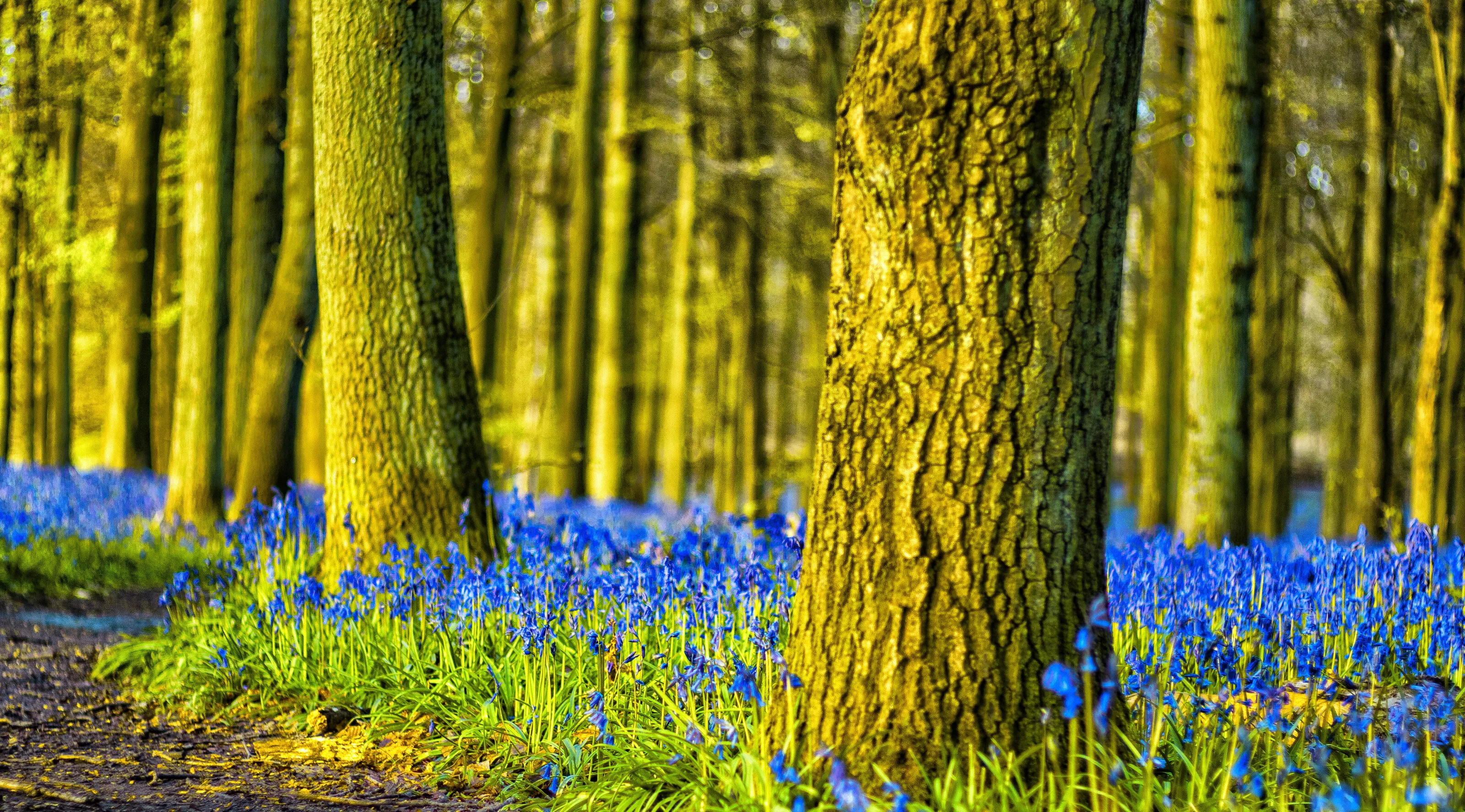 Dockey Wood, Buckinghamshire