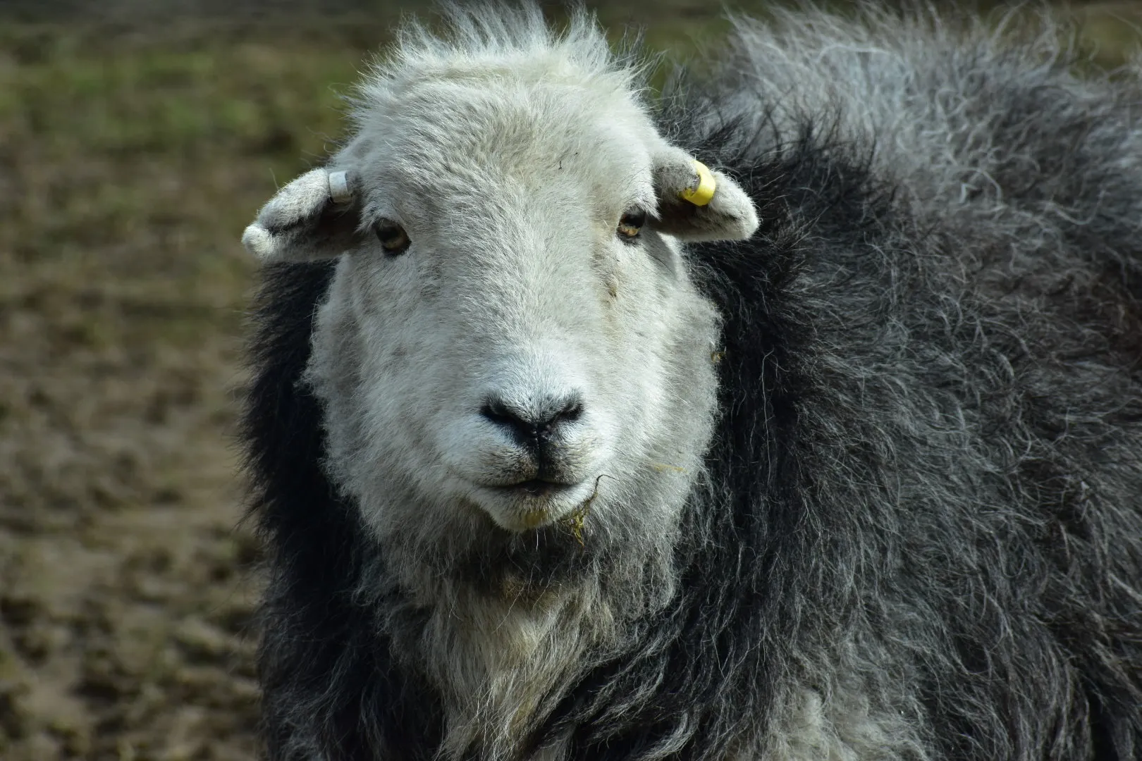 Herdwick Sheep