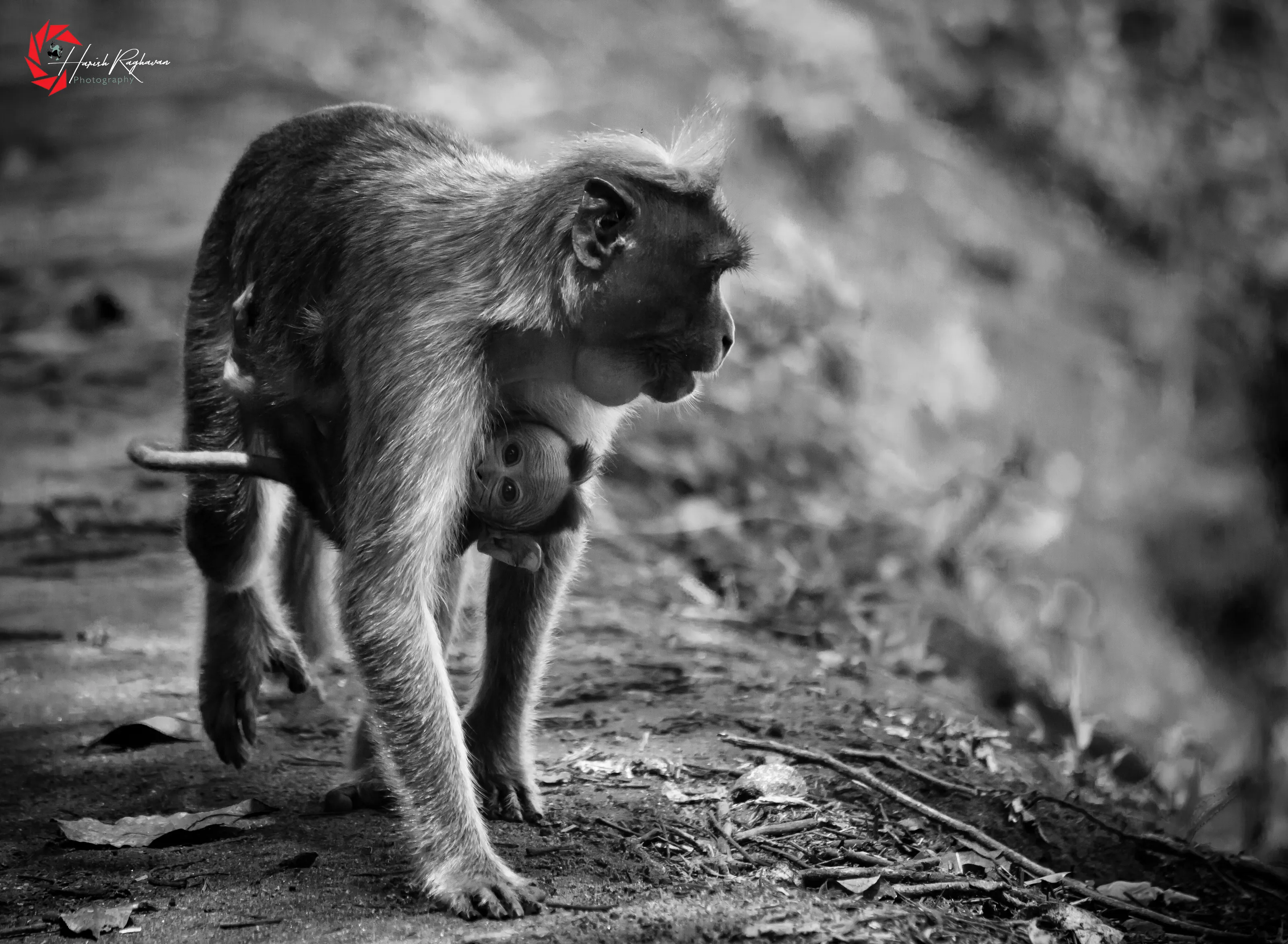 bonnet macaque