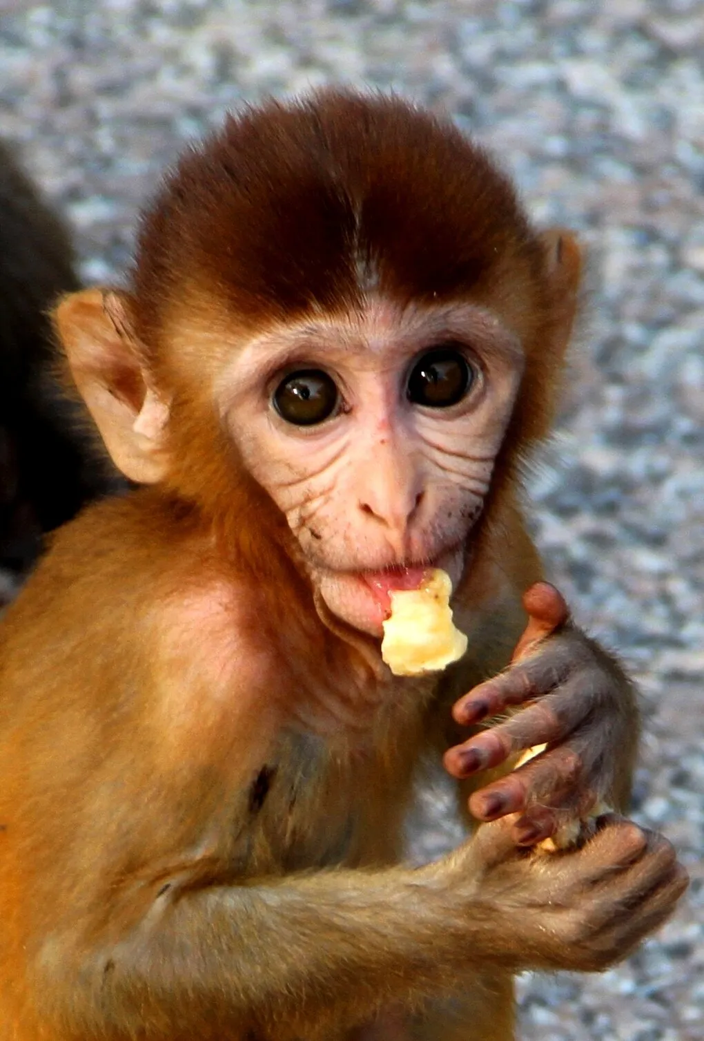 monkey eat banana